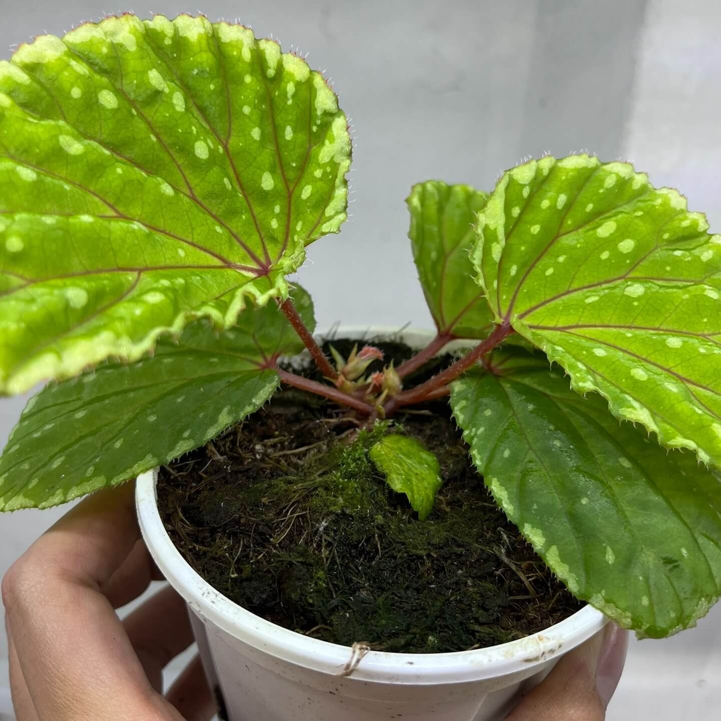 Begonia promethea (also known as Begonia beccarii) Green Form is a rare and stunning species native to the Bau District in Sarawak, Malaysia, and the Bengkayang Regency in West Kalimantan, Indonesia. This unique form features leaves with a rich green base color, beautifully adorned with irregular cream-colored spots and patterns, making it a striking addition to any rare plant collection.