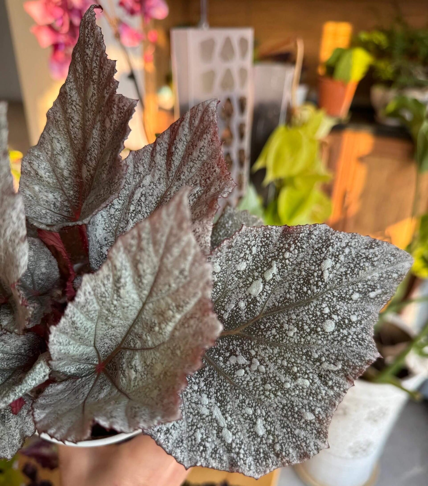 Begonia Beleaf 'Yukon Frost' is a beautiful hybrid begonia that adds an elegant touch to any indoor space. With its unique silver-speckled leaves and vibrant red undersides, this begonia is a standout plant, perfect for enhancing your home or office decor.