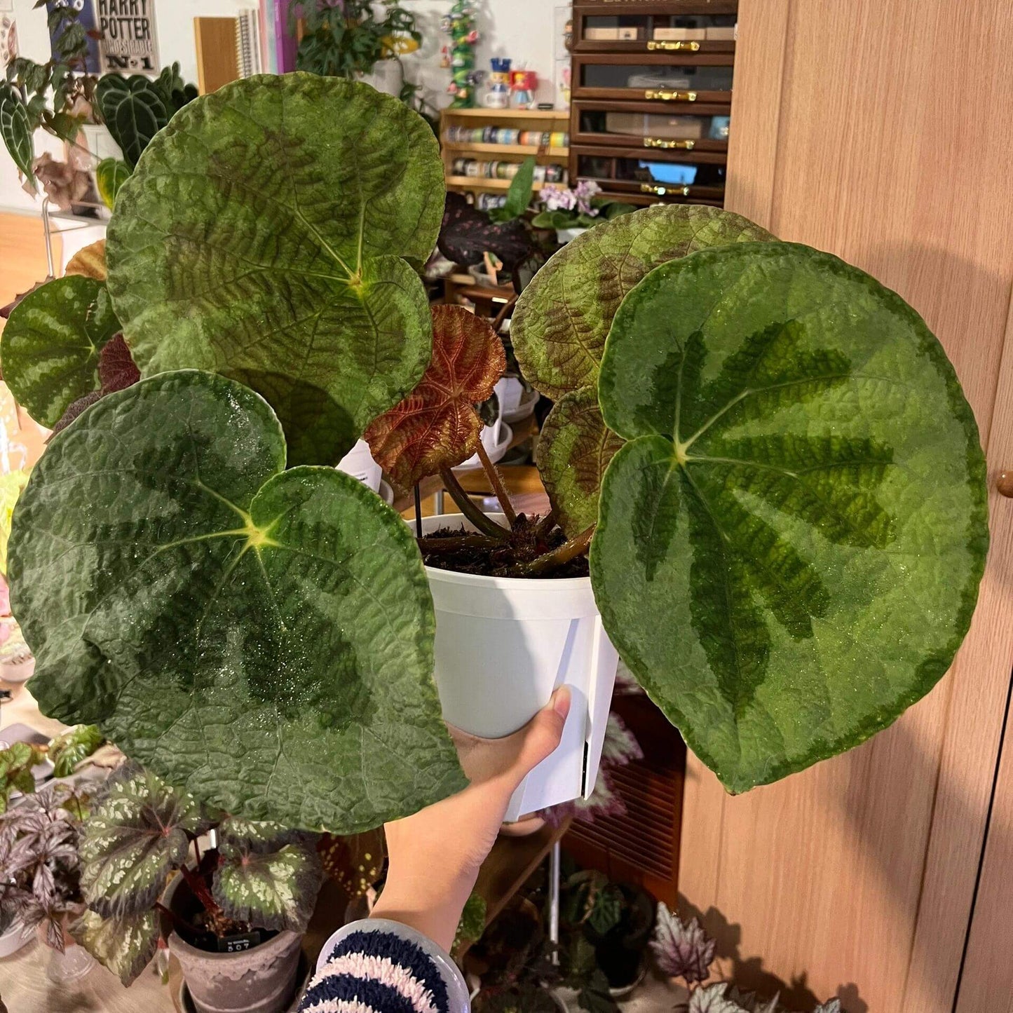 Begonia lanternaria is a stunning rhizomatous begonia native to the humid forests of Guangxi (China) and Vietnam. This begonia is prized for its large, asymmetrical leaves that are pale green with a nearly silver hue, accented by a bold dark vein running through them. The green, slightly hairy stems and small white to pale pink flowers further add to its charm. This plant thrives in its natural habitat on limestone rocks and requires specific care to replicate those conditions.