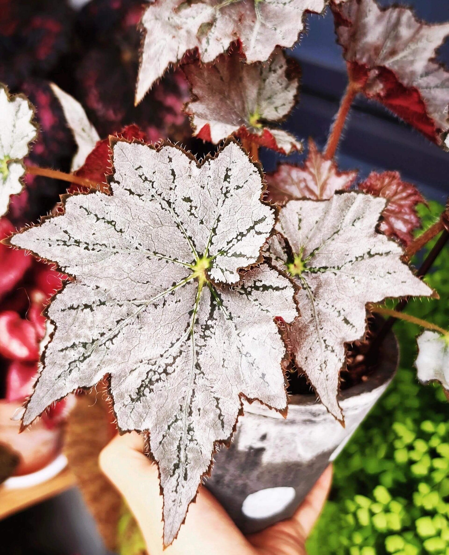 Begonia 'Sierra Silver Mist' is a captivating plant that stands out with its iridescent silver-rose leaves and delicate blooms. Perfect for plant enthusiasts who appreciate beauty and ease of care, this begonia will enhance any indoor space.