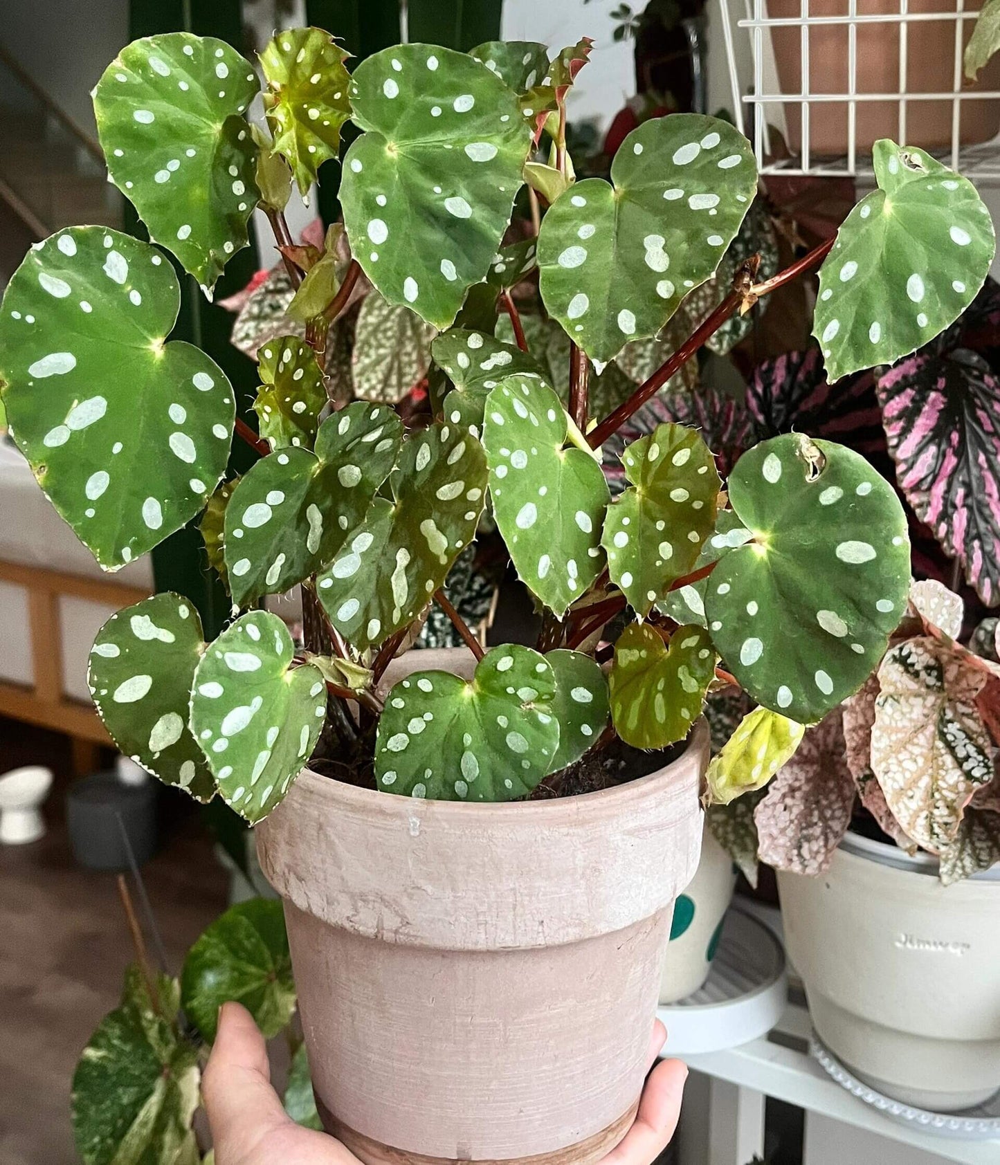 Origin: Native to Malaysia, Begonia jiewhoei thrives in tropical, subtropical environments. Known for its distinct, attractive foliage, this species is perfect for collectors and plant enthusiasts who appreciate unique, ornamental begonias. Features: Leaves: The plant boasts asymmetrical leaves that are a deep green, adorned with striking white or silver oval spots. The leaves also feature a delicate silver edge, enhancing their visual appeal.