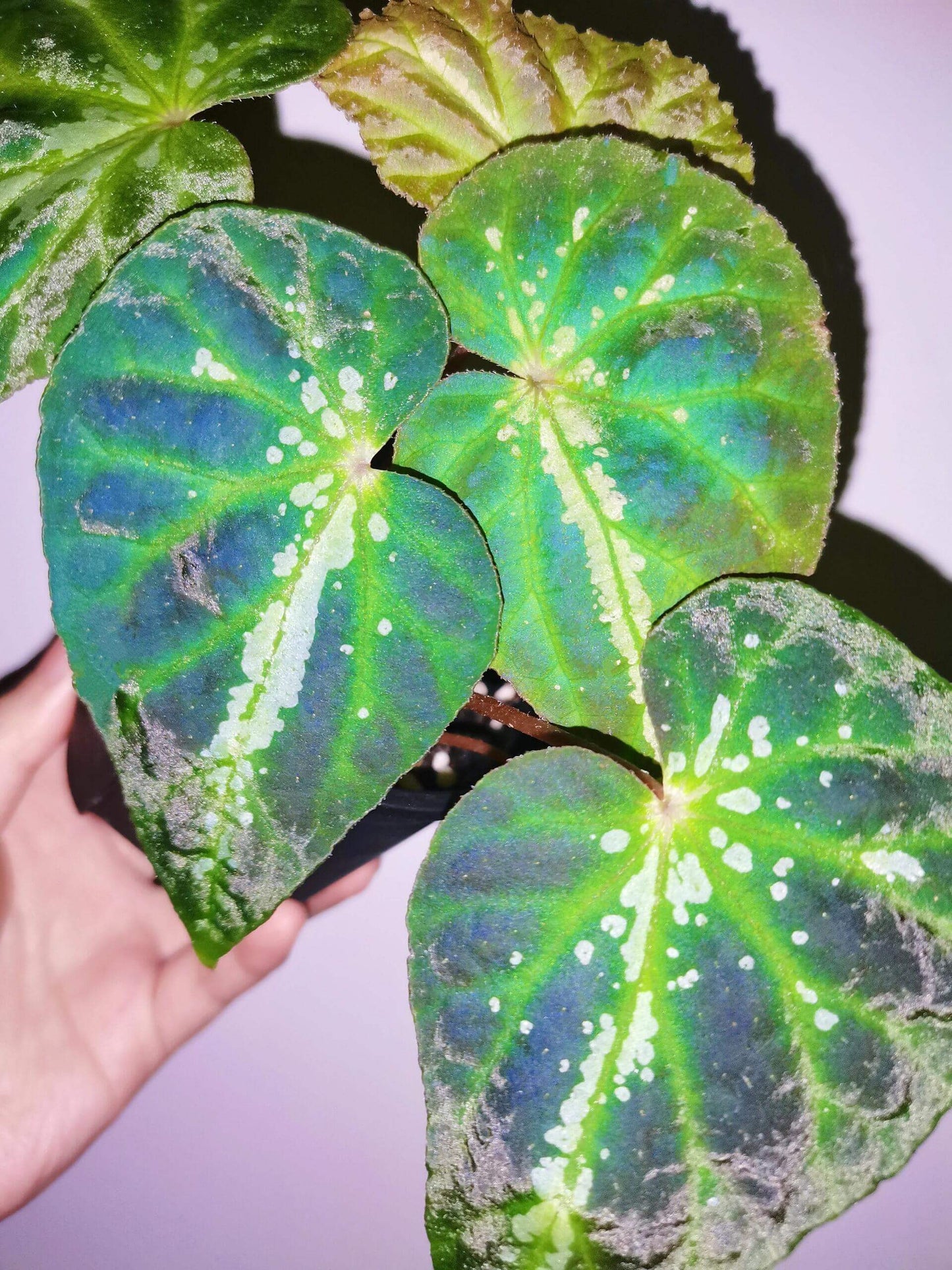 Comet Begonia (Begonia Species)Native to Guangxi, China, the Comet Begonia is a unique begonia variety known for its striking leaves covered in prominent white spots, resembling a comet streaking through the night sky. In low light conditions, the leaves may even take on a beautiful blue hue, adding to its captivating allure. The metallic sheen on its leaves gives it a dazzling effect under different lighting, making it a constantly changing beauty in your home.