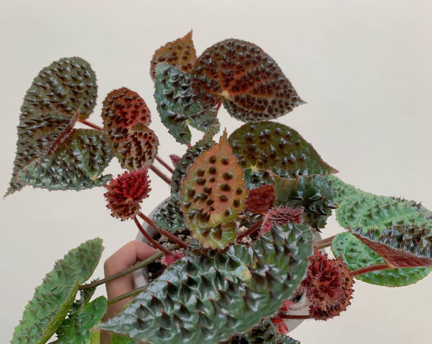 Begonia ferox, commonly known as the "Troll Begonia" or "Fierce Begonia," is a captivating species native to the limestone regions of Guangxi, China. It is renowned for its striking dark green leaves adorned with raised, blackish-brown conical structures called bullae, which give it a dramatic, spiky appearance. These bullae, though sharp in appearance, are actually soft to the touch.