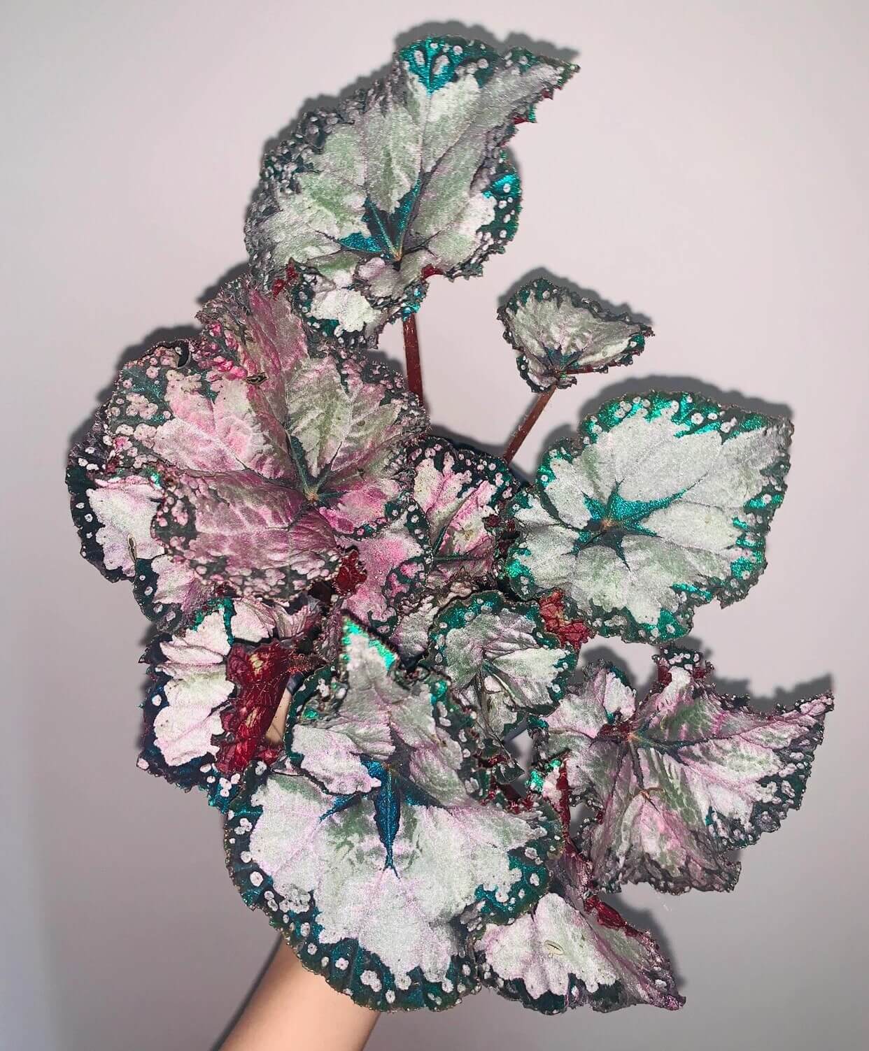 Begonia ‘Dolce Vita’ is a stunning hybrid begonia created by Ukrainian hybridizer Елена Еникеева. It has striking, heart-shaped leaves with a gradient of colors ranging from deep olive green or burgundy to silvery or metallic tones, which shift subtly with different angles of light.