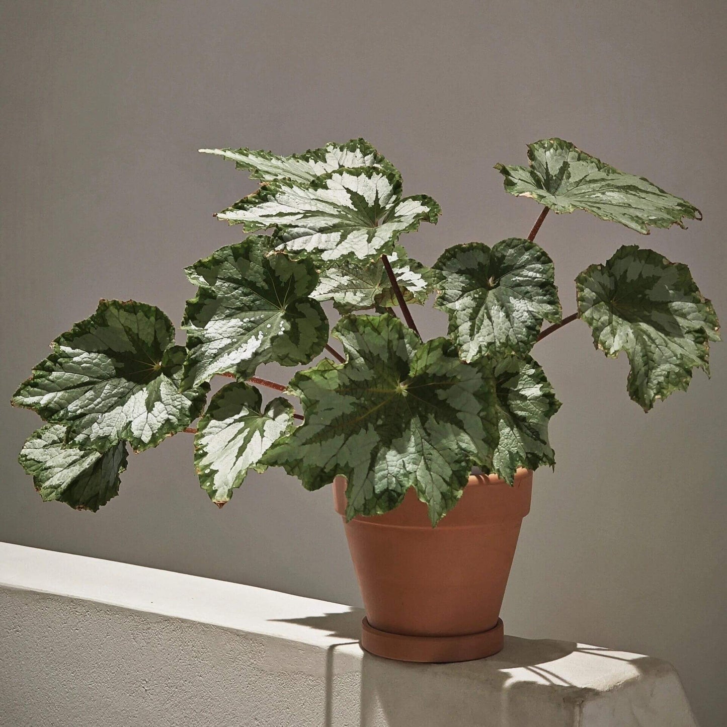 The Begonia Plant Bird boasts large, distinctive leaves with bold, eye-catching patterns. The leaves are a rich green with a notable silver-white sheen on the surface, creating a stunning contrast. The overall shape of the leaves resembles that of a rounded maple leaf. In low-light environments, the green parts of the leaves display a fluorescent reaction, adding a dynamic touch.