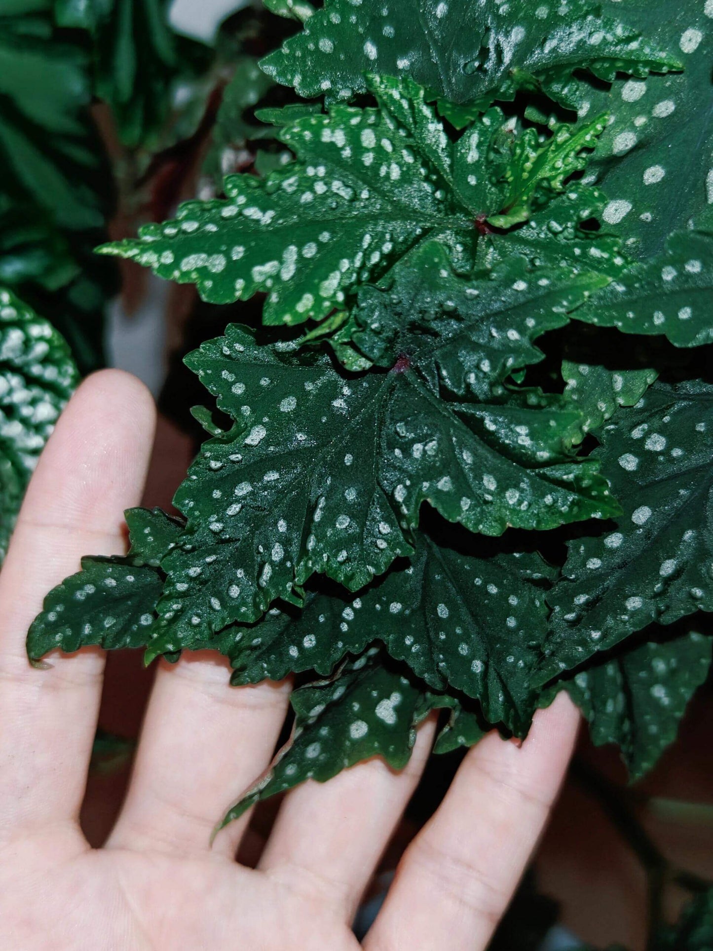 Begonia 'Izumo no Kiraboshi' is a hybrid begonia cultivar from Japan, characterized by dark green leaves dotted with white spots. The leaves are small and pointed, with slightly serrated, cut-like edges, and their undersides show a vibrant purple-red hue.