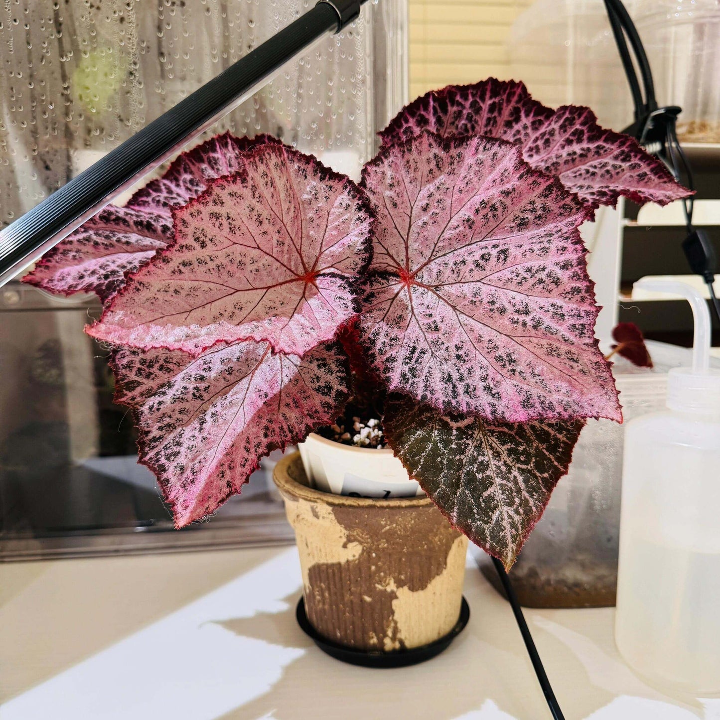 The Begonia Chocolate Lace is a decorative-leaf variety known for its eye-catching foliage. The deep black or dark purple leaves are adorned with a silver lace-like pattern, adding an elegant touch to any room. Ideal for indoor spaces, this begonia will bring a unique and sophisticated flair to your home decor.