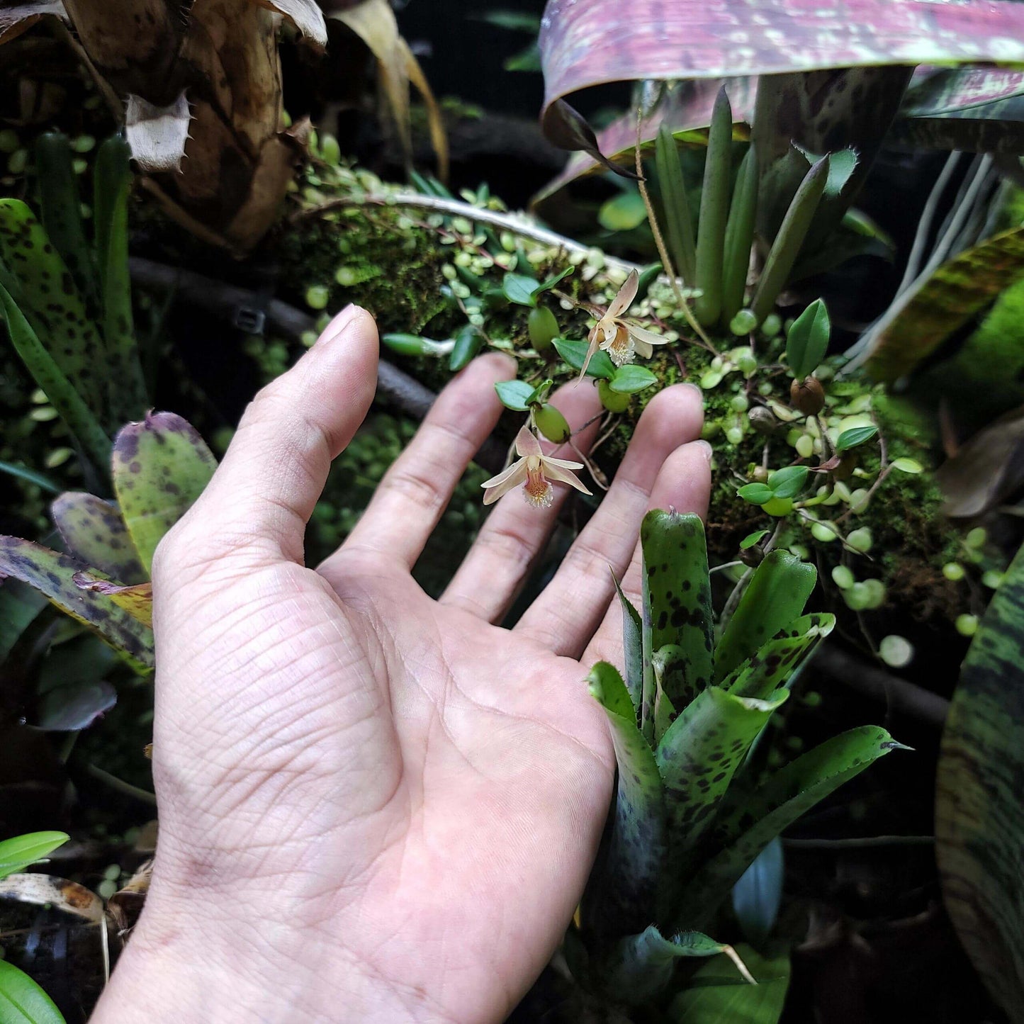 Eria rhomboidalis, formerly known as Conchidium rhomboidale, is a miniature epiphytic or lithophytic orchid native to southern China and Vietnam. This species is characterized by its low-growing, creeping habit and small, diamond-shaped leaves. The flowers are typically white with a hint of pink, measuring approximately 2 cm across, and are borne singly on short inflorescences. They emit a subtle fragrance, adding to their appeal.