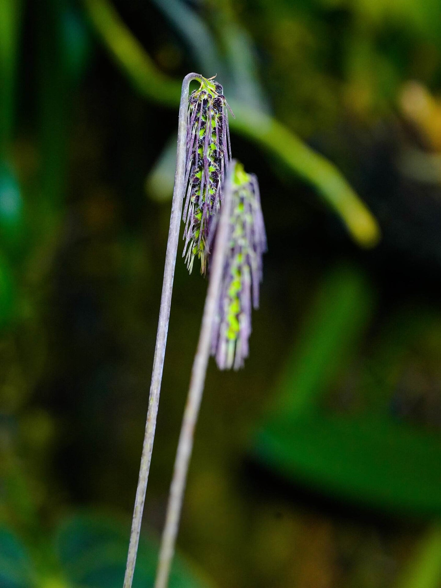 Bulbophyllum lemniscatoides is a captivating miniature orchid species native to Southeast Asia, including regions like Borneo, Java, Sumatra, Myanmar, Thailand, Vietnam, and Laos. It thrives in semi-deciduous and deciduous dry lowland forests and savanna-like woodlands, typically growing on tree trunks at elevations ranging from 300 to 1,670 meters (984 to 5,476 feet).