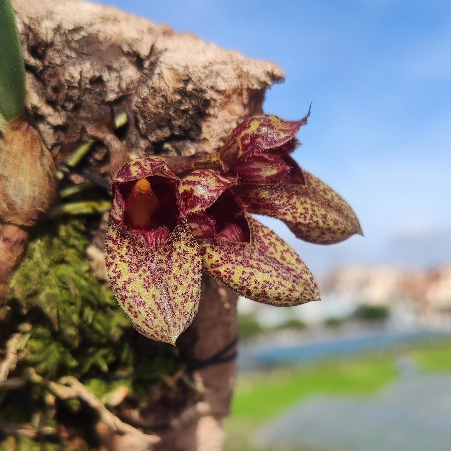 Bulbophyllum bootanoides is a mini-miniature orchid native to Vietnam and Thailand. It thrives in evergreen lowland forests at elevations around 1,450–1,500 meters (approximately 4,750–4,900 feet). This epiphytic orchid thrives in cool to warm conditions, making it well-suited for terrariums where temperature and humidity can be carefully controlled.