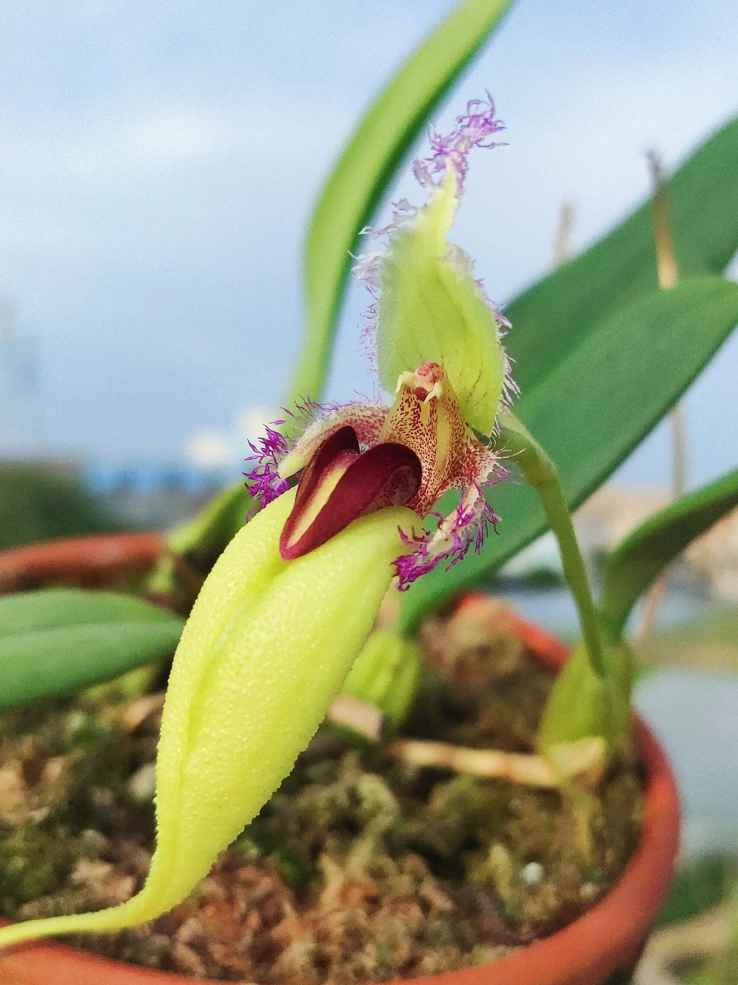 Bulbophyllum fascinator var. semi-alba is a captivating miniature orchid known for its unique floral morphology and vibrant coloration. This variety is a color morph of the species Bulbophyllum fascinator, distinguished by its pale green to nearly white sepals and a contrasting red lip.