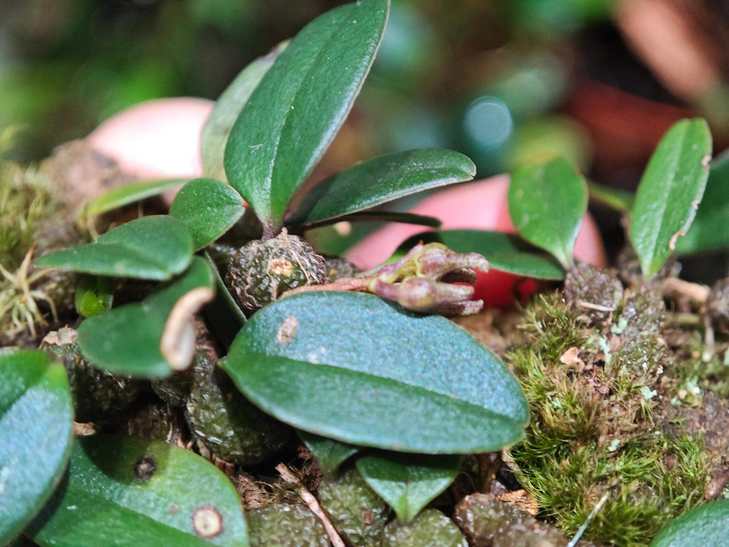 Bulbophyllum jingdongense is a species of orchid belonging to the Cirrhopetalum alliance within the Bulbophyllum genus. It was formally introduced in 2017 and is native to the subtropical regions of southern China and central Laos. This orchid is very small, making it perfect for terrariums where space and humidity can be carefully controlled.