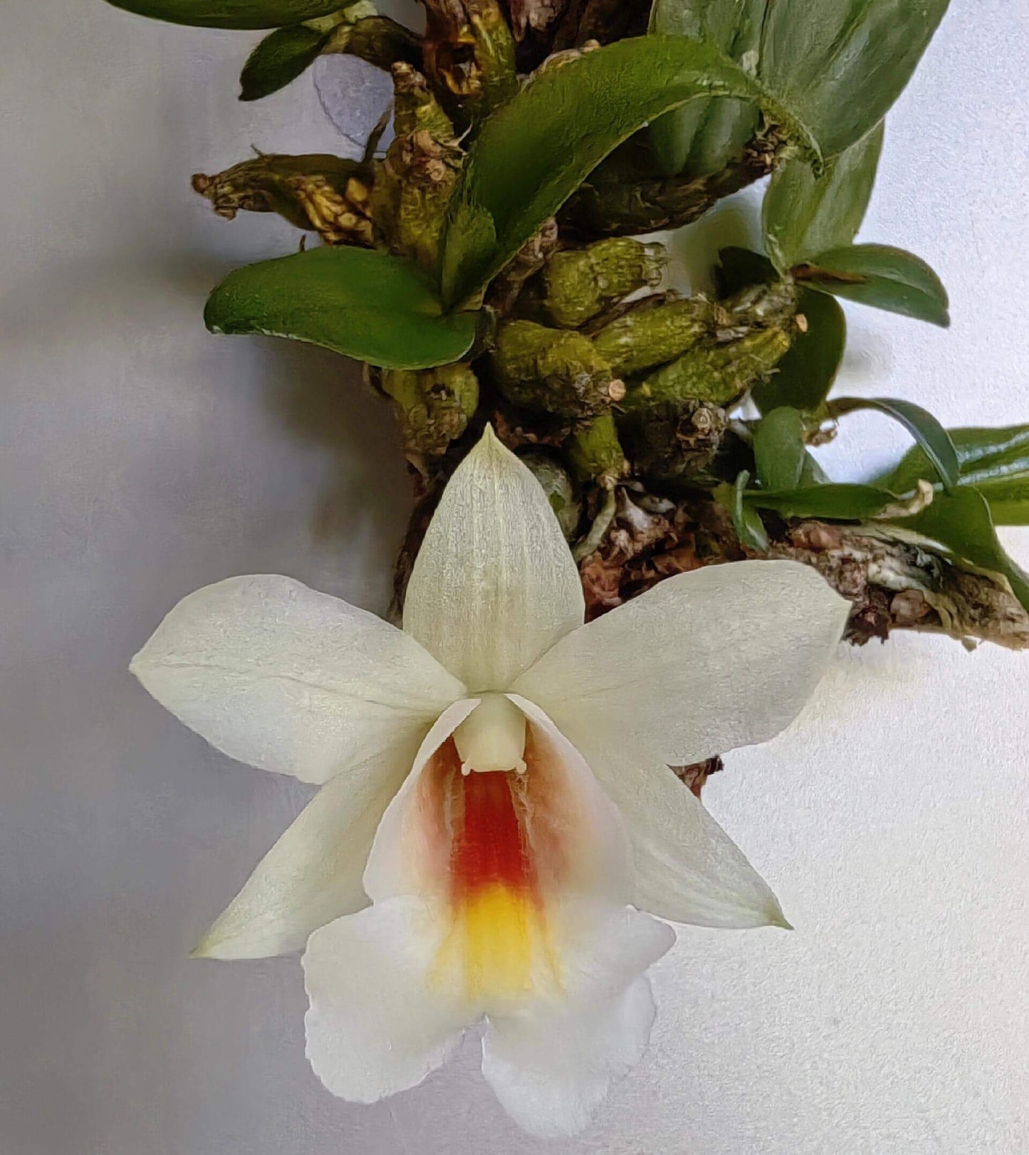 Dendrobium christyanum is a miniature epiphytic orchid native to the highland cloud forests of northern Vietnam, northern Thailand, and southwestern China. It thrives at elevations between 800 and 1,600 meters (2,600 to 5,200 feet), where it experiences cool, humid conditions, making it well-suited for cultivation in terrariums where temperature and humidity can be carefully managed.