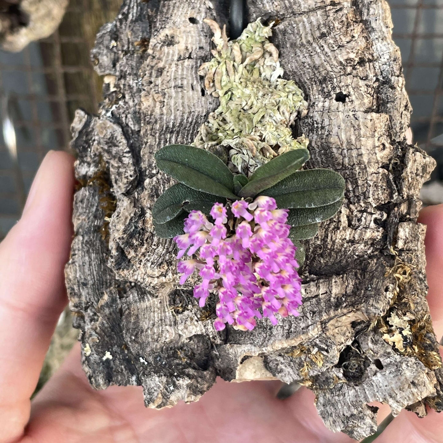 Schoenorchis tixieri is a diminutive and captivating orchid species native to southern Yunnan province in China and central Laos. This orchid is very small, making it perfect for terrariums where space and humidity can be carefully controlled.