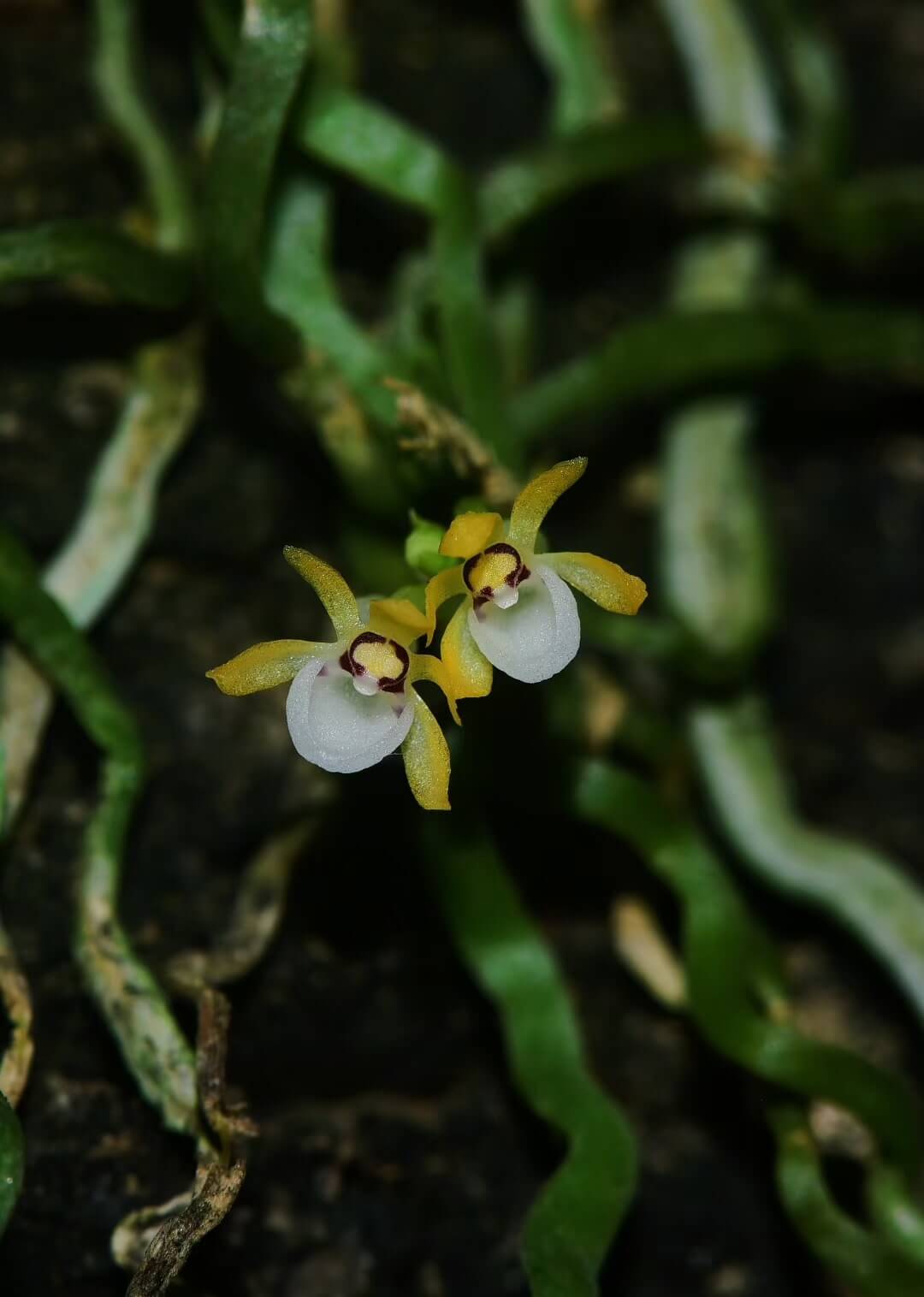Taeniophyllum biocellatum is a rare and fascinating leafless orchid native to Java, Indonesia. Thriving as an epiphyte in tropical forests at elevations between 300 and 1,000 meters, this miniature orchid is known for its unique appearance and specific care requirements. Due to its sensitivity to environmental conditions, it is well-suited for terrariums, where humidity and temperature can be carefully controlled to replicate its natural habitat.