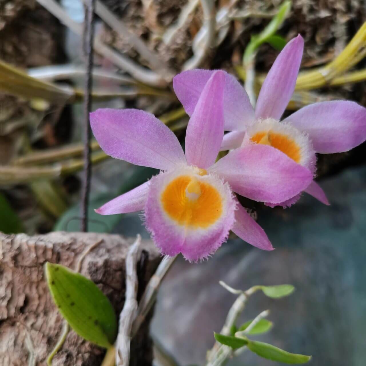 Dendrobium loddigesii is a charming miniature orchid native to the subtropical regions of Southeast Asia, including Laos, Vietnam, and the southern provinces of China such as Guangdong, Guangxi, Guizhou, Hainan, and Yunnan. It thrives at elevations ranging from 1,000 to 1,500 meters in humid, mossy, mixed, and coniferous forests.