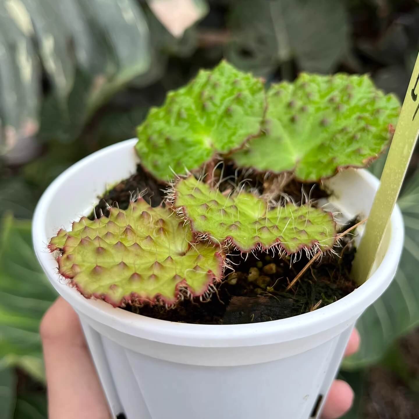 The Begonia nahangensis is a remarkable evergreen herbaceous plant native to the limestone mountains of Northern Vietnam and Southern China. This species is known for its distinctive appearance, featuring a unique texture on its leaves. The surface is densely covered with conical, black, tooth-like protrusions, giving it an intriguing tactile and visual appeal.