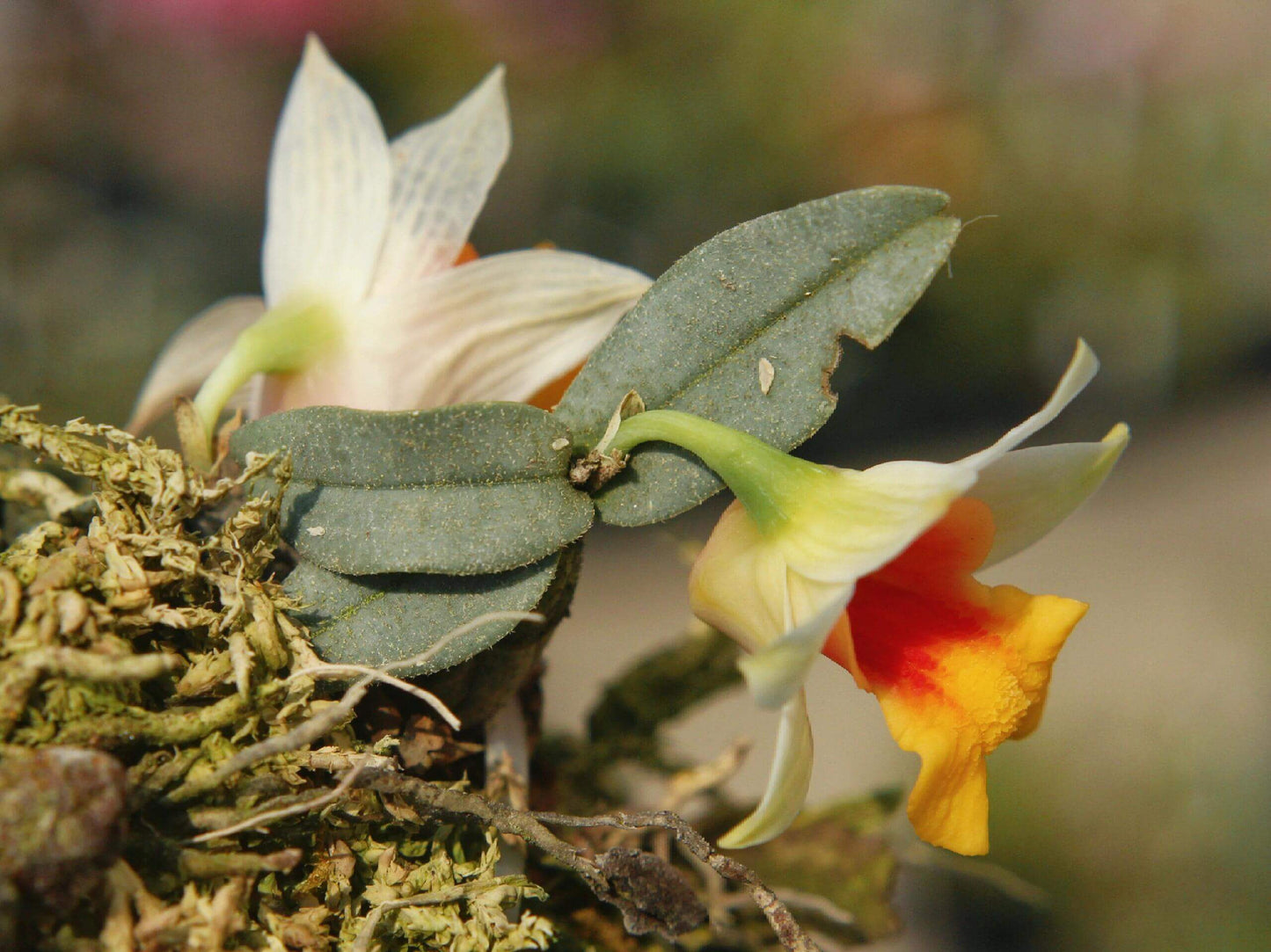 Dendrobium bellatulum is a miniature epiphytic orchid native to the eastern Himalayas and northern Indochina, including regions of Myanmar, Thailand, Laos, Vietnam, and southern China. It thrives at elevations ranging from 700 to 2,100 meters in bright, deciduous forests.