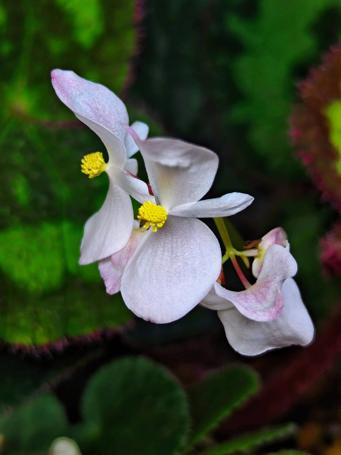 Begonia circularis is a rare and visually stunning begonia species native to the limestone mountains of Quang Binh Province, Vietnam. This begonia stands out with its deep green, circular leaves, which feature a distinctive light green pattern along the edges. The edges of the leaves are adorned with soft, fuzzy, pinkish-purple hairs, adding a unique texture to the plant. The underside of the leaves is a rich purple-red, creating a beautiful contrast with the top surface.