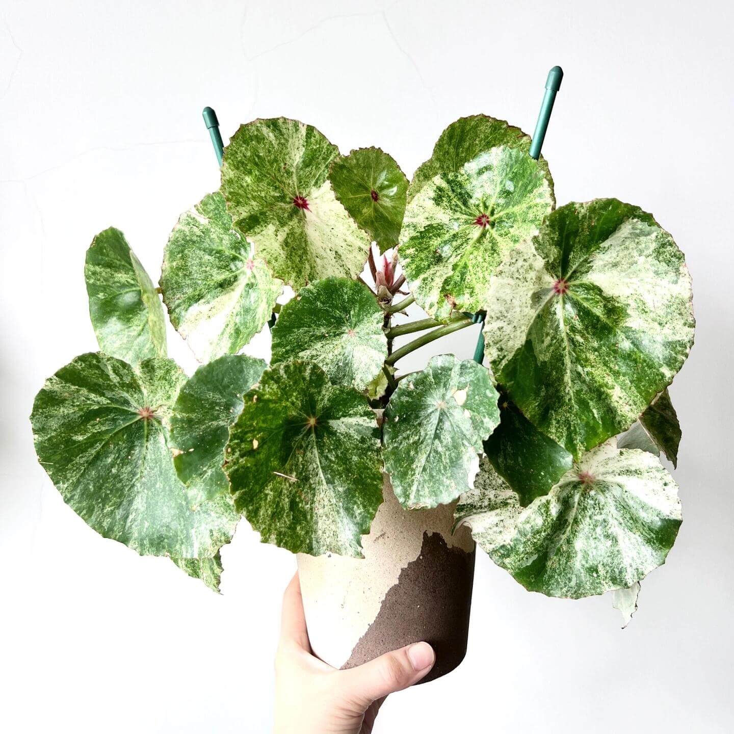This highly decorative Begonia is known for its unique and stunning foliage. Its heart-shaped leaves feature a beautiful pattern of white to cream-colored variegation with vibrant red spots in the center, making it a striking addition to any collection.