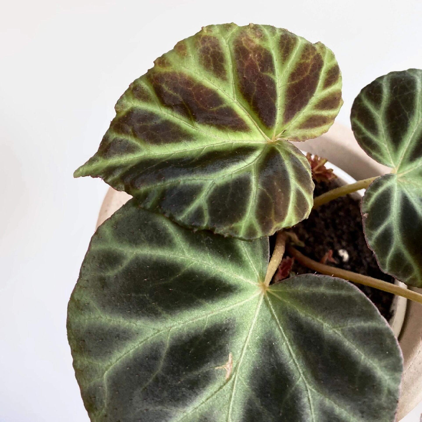 Begonia jubar is a rare begonia species native to Vietnam, prized among collectors for its unique and striking leaf patterns. The mature leaves resemble those of Begonia verrucosum, featuring a velvety texture with distinctive venation. This begonia is relatively uncommon in cultivation, making it a valuable addition to any plant enthusiast's collection.
