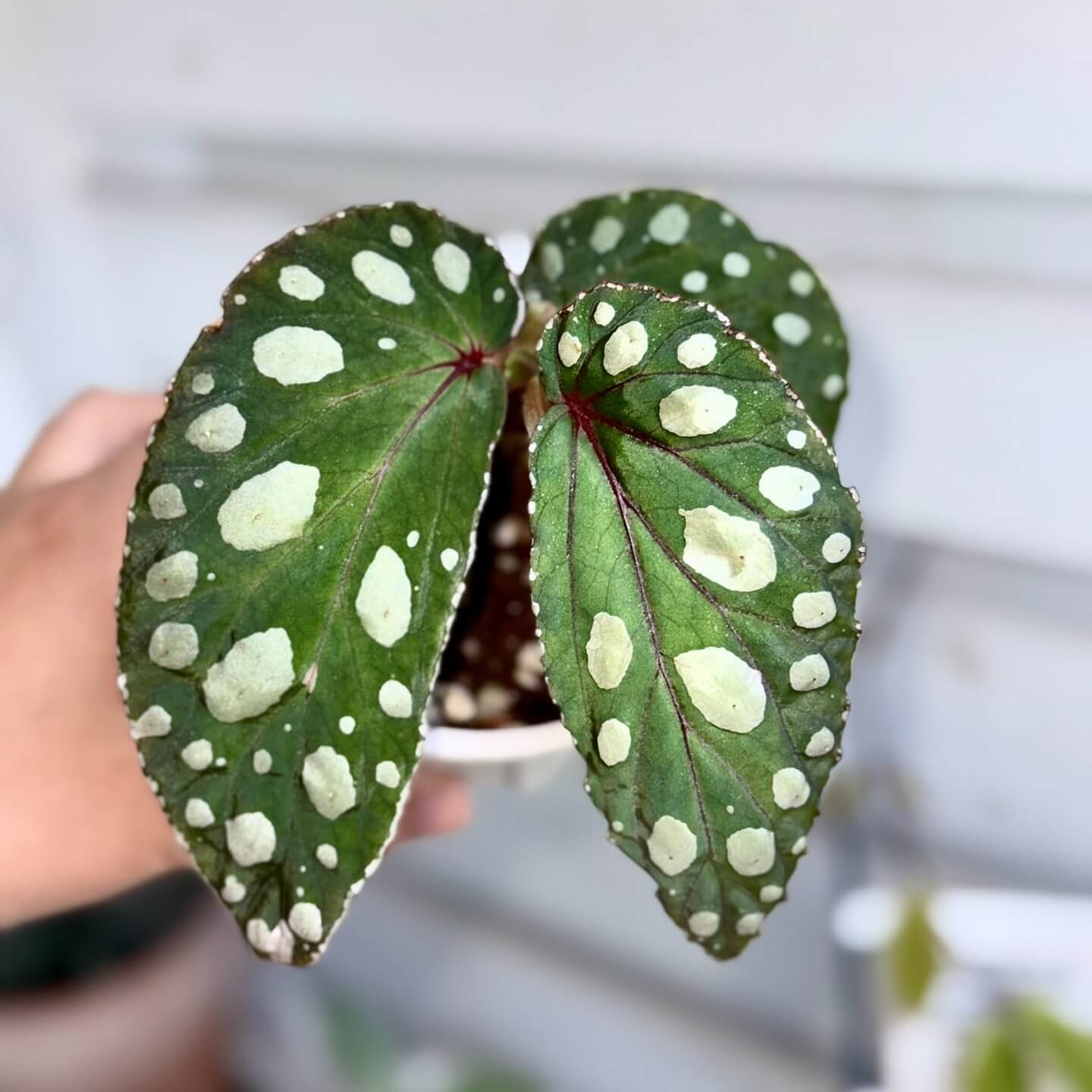 Originating from the Mempawah Hulu region in Kalimantan, Indonesia, Begonia sp. ‘Mempawah Hulu’ is a rare and visually striking species that stands out for its unique leaf pattern and vibrant colors. The leaves are a rich green, speckled with white spots that create a stunning contrast. The edges of the leaves are adorned with tiny white spots, while the veins exhibit a subtle reddish hue, making this begonia a true showstopper.