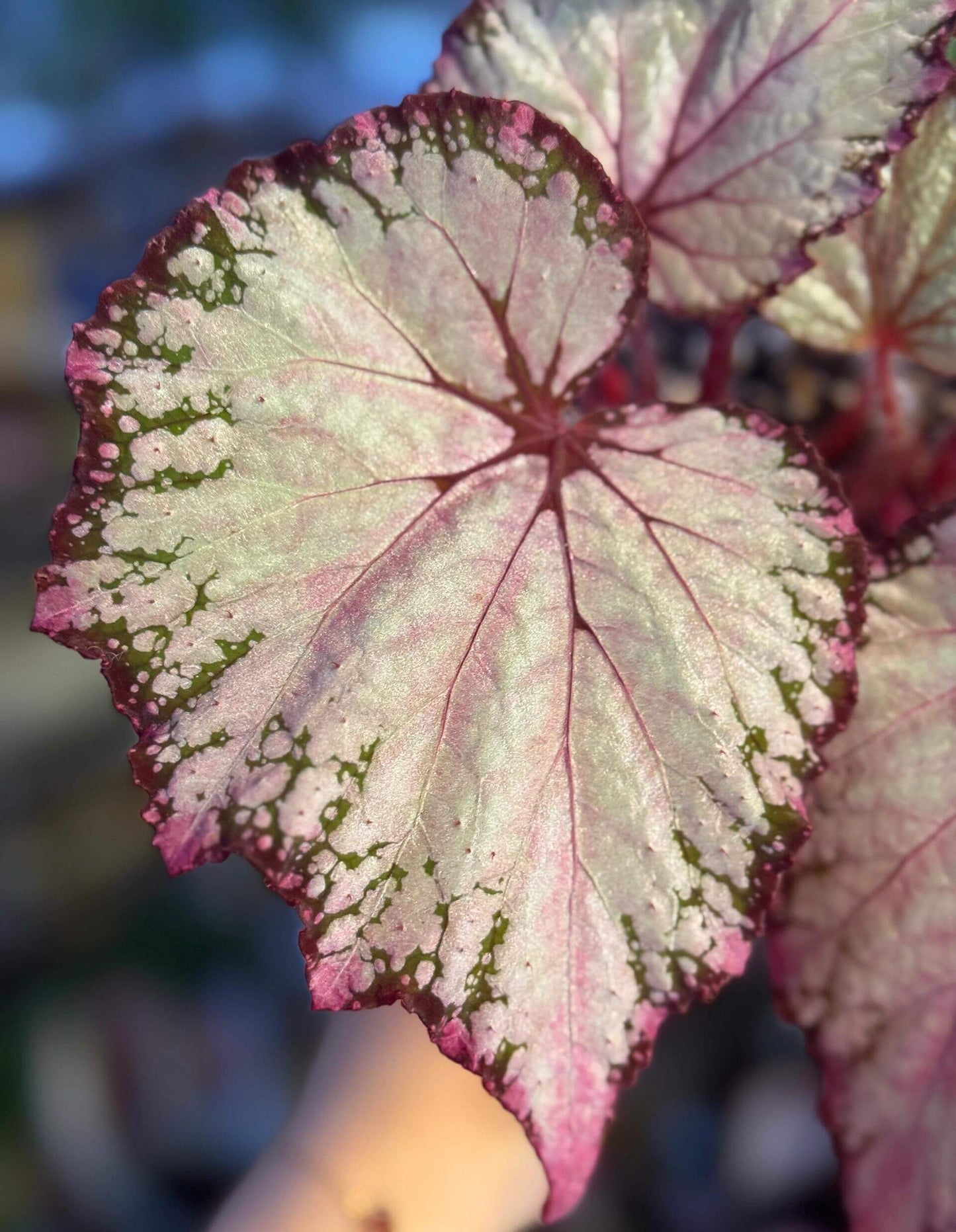 Begonia February – A stunning ornamental Begonia variety with silver-pink shimmering leaves, perfect for adding a touch of elegance to any home or garden.