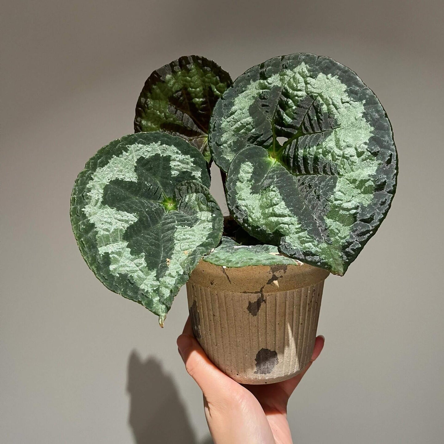 Begonia lanternaria is a stunning rhizomatous begonia native to the humid forests of Guangxi (China) and Vietnam. This begonia is prized for its large, asymmetrical leaves that are pale green with a nearly silver hue, accented by a bold dark vein running through them. The green, slightly hairy stems and small white to pale pink flowers further add to its charm. This plant thrives in its natural habitat on limestone rocks and requires specific care to replicate those conditions.