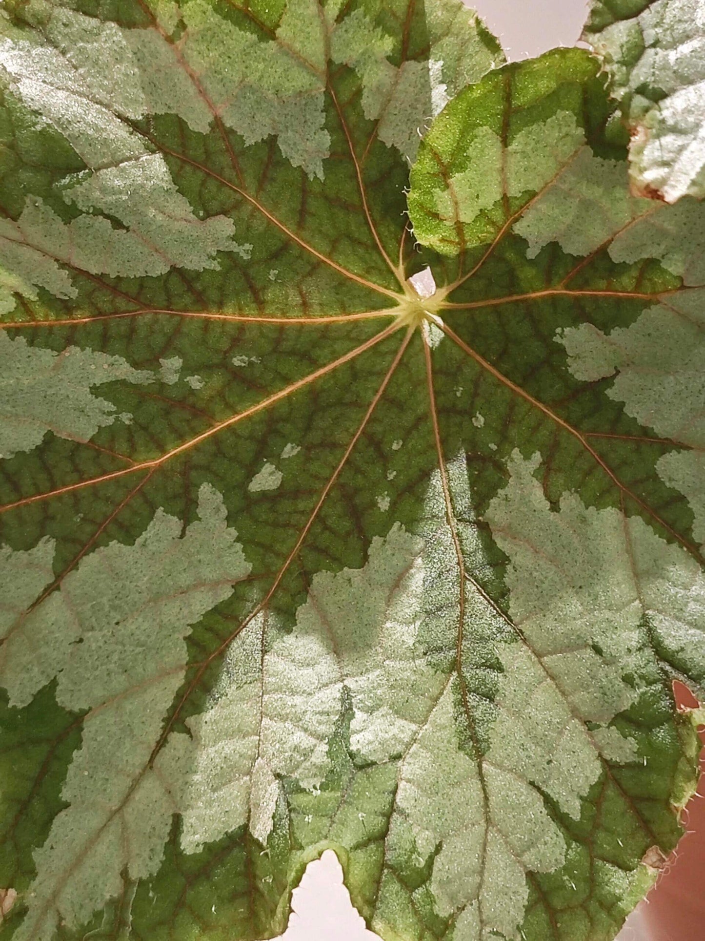The Begonia Plant Bird boasts large, distinctive leaves with bold, eye-catching patterns. The leaves are a rich green with a notable silver-white sheen on the surface, creating a stunning contrast. The overall shape of the leaves resembles that of a rounded maple leaf. In low-light environments, the green parts of the leaves display a fluorescent reaction, adding a dynamic touch.
