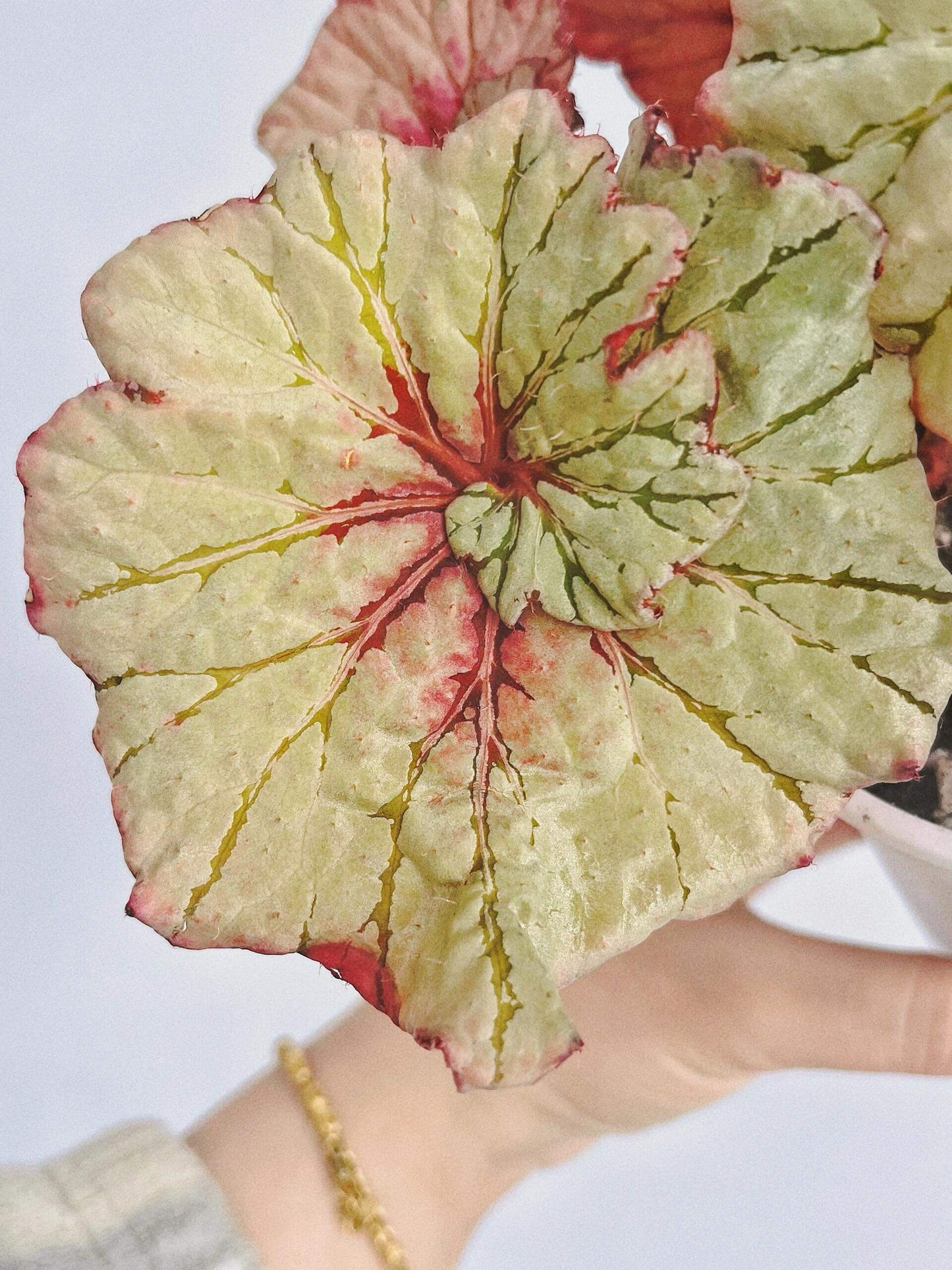 Begonia Vasilisa is a stunning ornamental begonia variety developed by the renowned Dimetris breeders. This begonia catches the eye with its large, satin-like leaves featuring a unique color pattern that adds elegance to any indoor space.