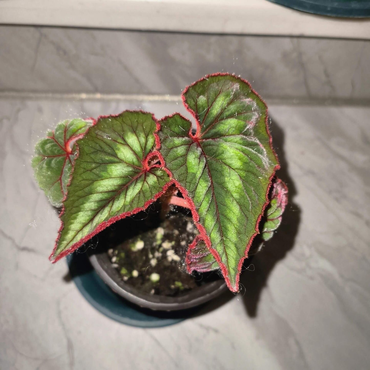 A stunning and unique addition to any plant collection, Begonia cathayana is a native species from the mountainous regions of China, specifically Guangxi and Yunnan. With its attractive foliage and eye-catching blooms, it’s perfect for plant enthusiasts looking for something special.