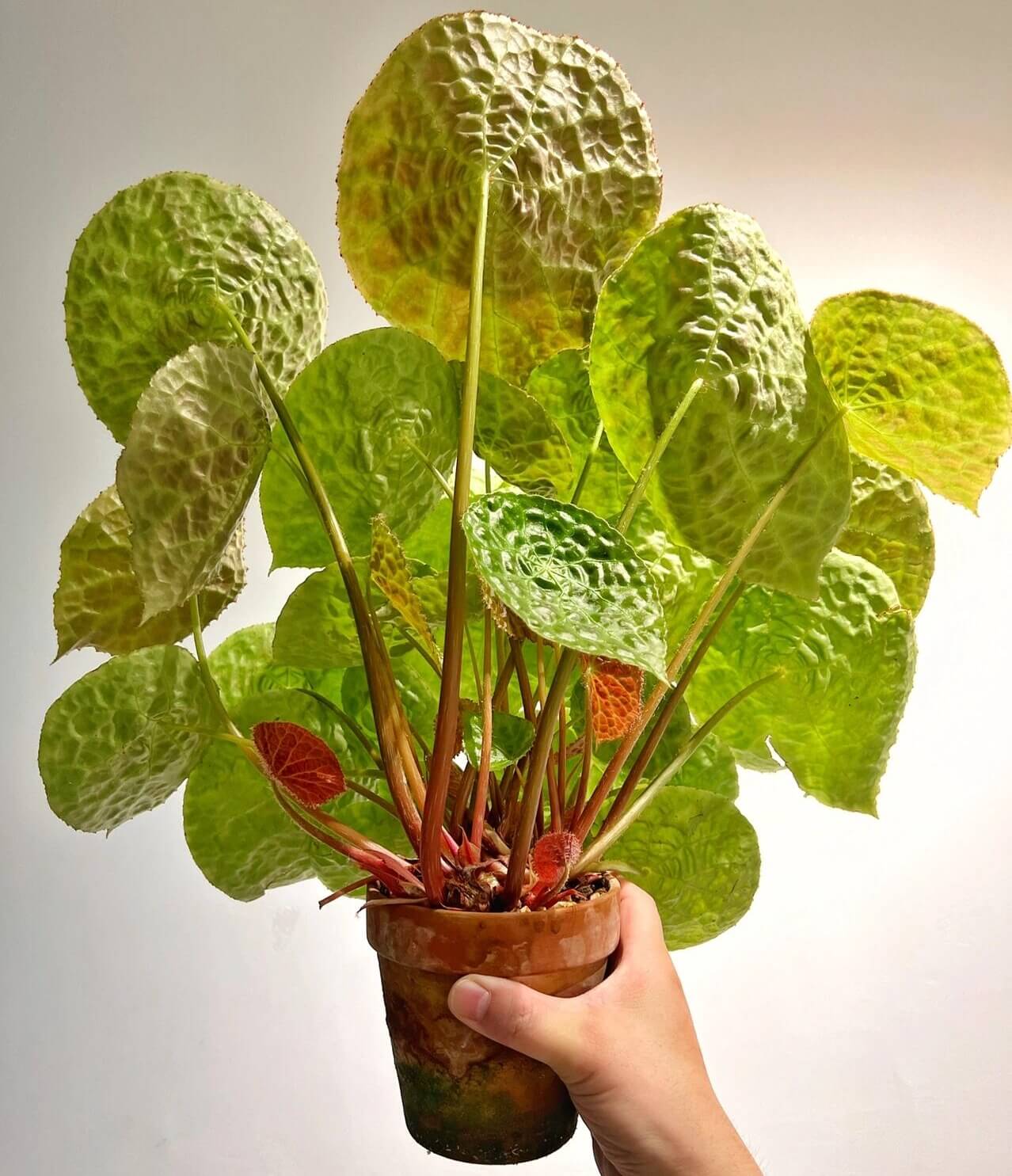 Begonia natunaensis is indeed a rare and captivating rhizomatous species, native to Mt. Ranai on the Natuna Islands (Indonesia), described in 2014. It’s prized among collectors for its textured leaves and compact form.