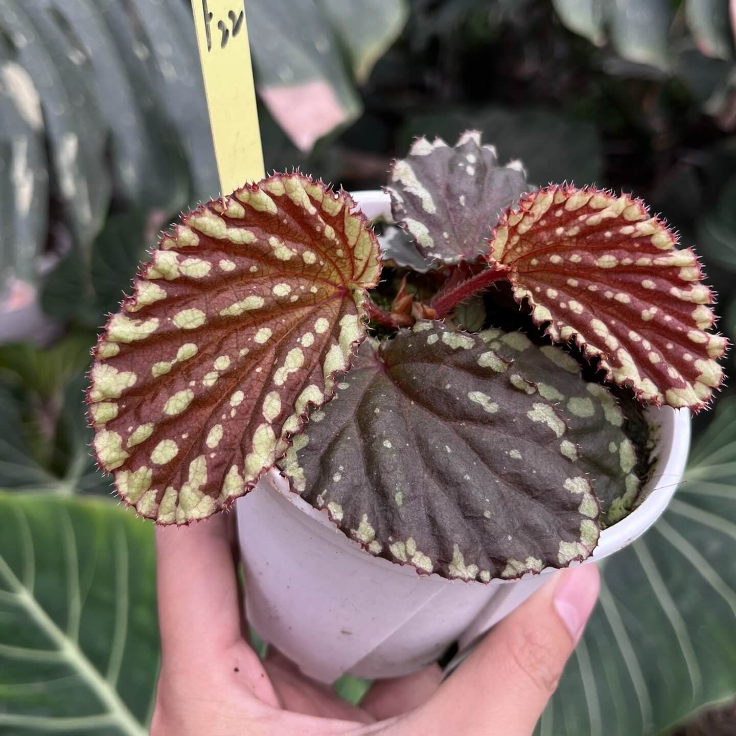 Begonia promethea, also known as Begonia beccarii, is a rare and stunning species native to the Bau District in Sarawak, Malaysia, and the Bengkayang Regency in West Kalimantan, Indonesia. Known for its unique foliage and growth habit, this begonia is a true gem for plant enthusiasts.