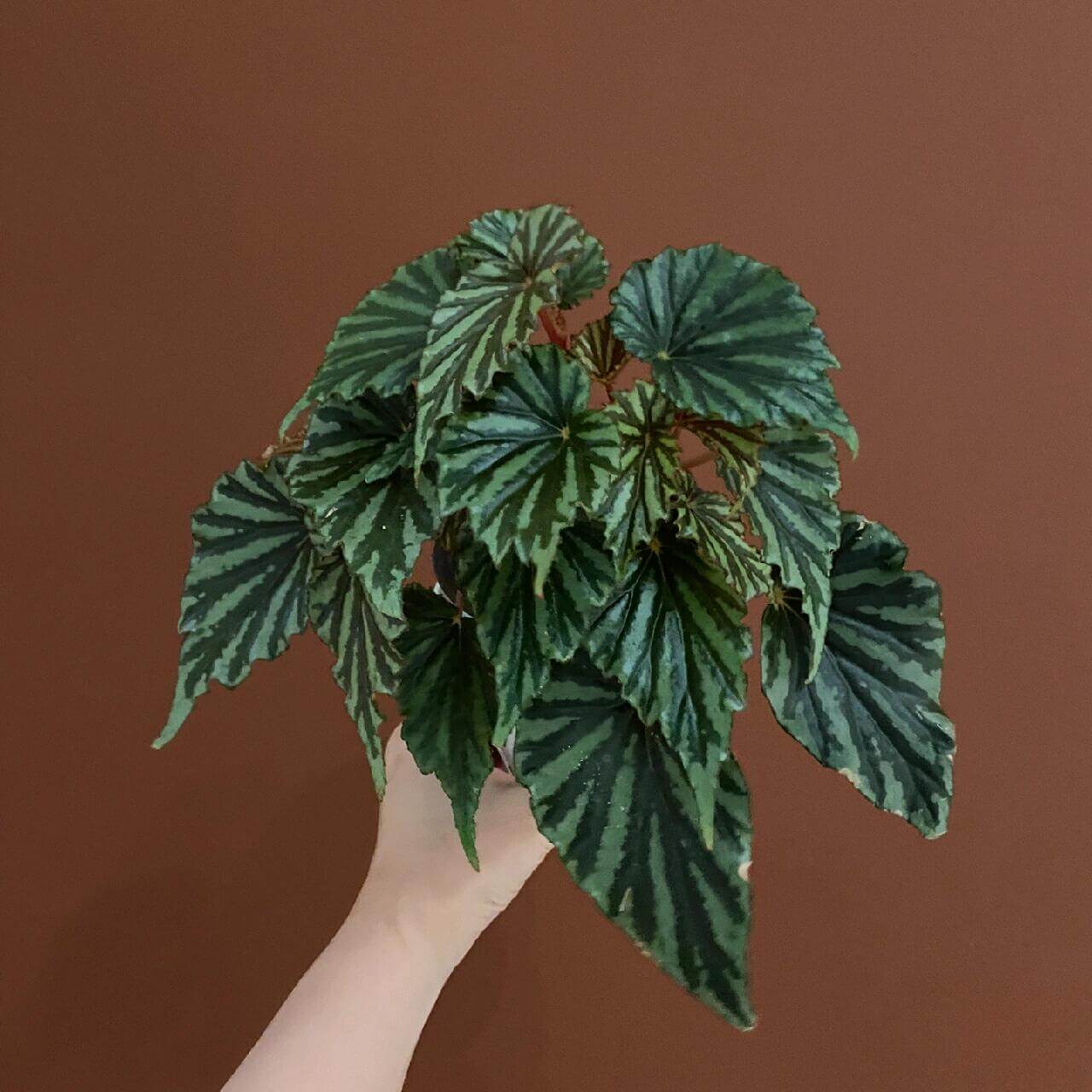 Begonia U682 was discovered in Irian Jaya, the Indonesian part of West New Guinea. It was initially considered an unidentified species and given the number U682, but is now believed to be a naturally occurring hybrid, as identified by botanist Wisnu Ardi.
