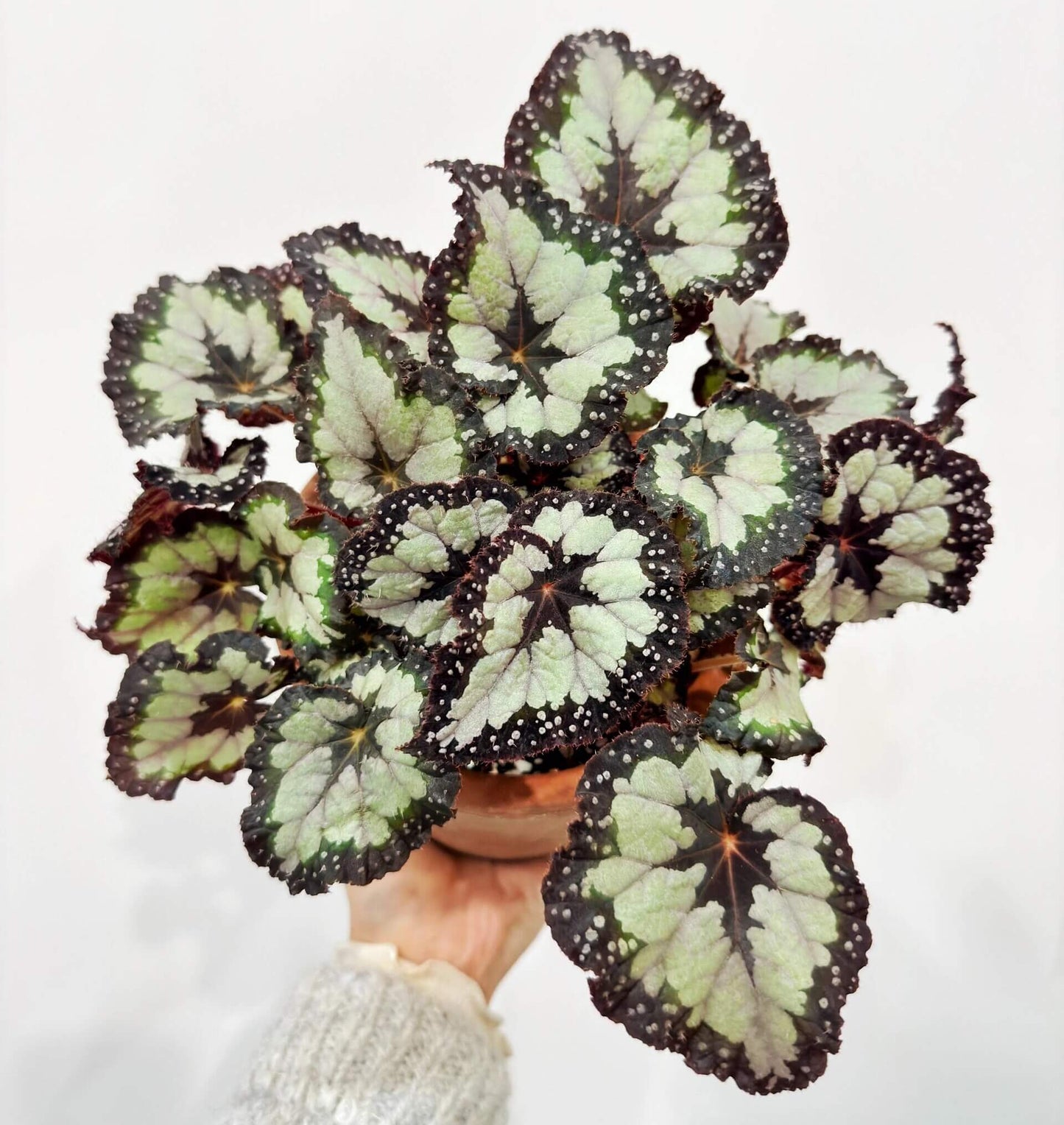 Begonia ‘Dolce Vita’ is a stunning hybrid begonia created by Ukrainian hybridizer Елена Еникеева. It has striking, heart-shaped leaves with a gradient of colors ranging from deep olive green or burgundy to silvery or metallic tones, which shift subtly with different angles of light.