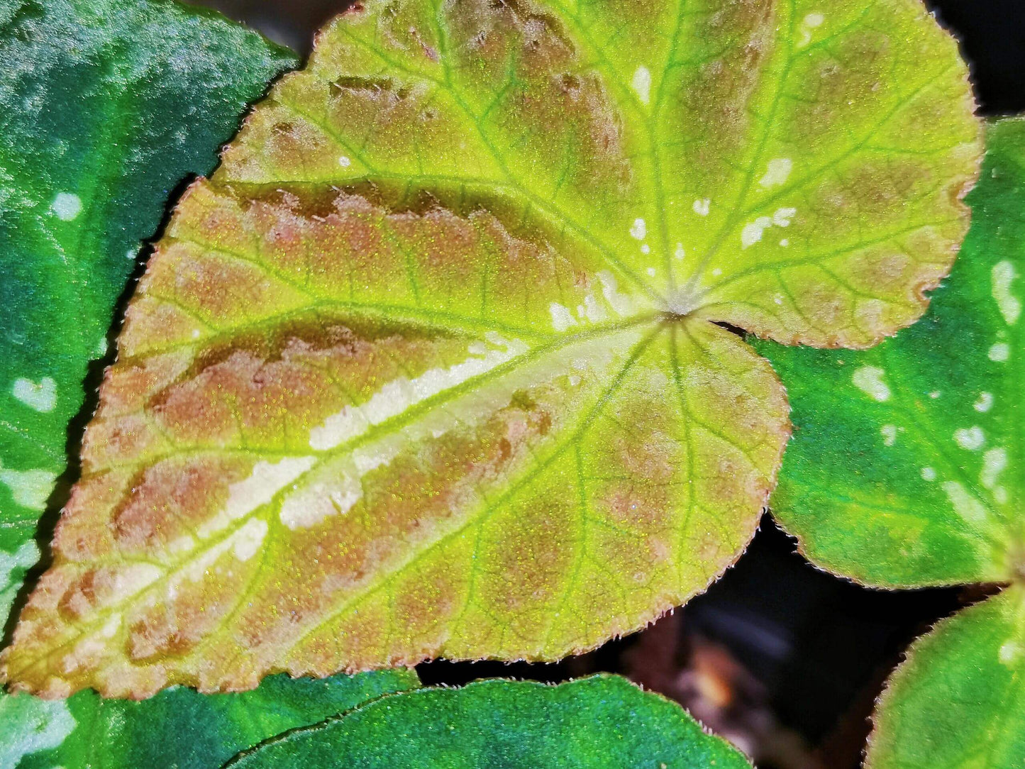 Comet Begonia (Begonia Species)Native to Guangxi, China, the Comet Begonia is a unique begonia variety known for its striking leaves covered in prominent white spots, resembling a comet streaking through the night sky. In low light conditions, the leaves may even take on a beautiful blue hue, adding to its captivating allure. The metallic sheen on its leaves gives it a dazzling effect under different lighting, making it a constantly changing beauty in your home.