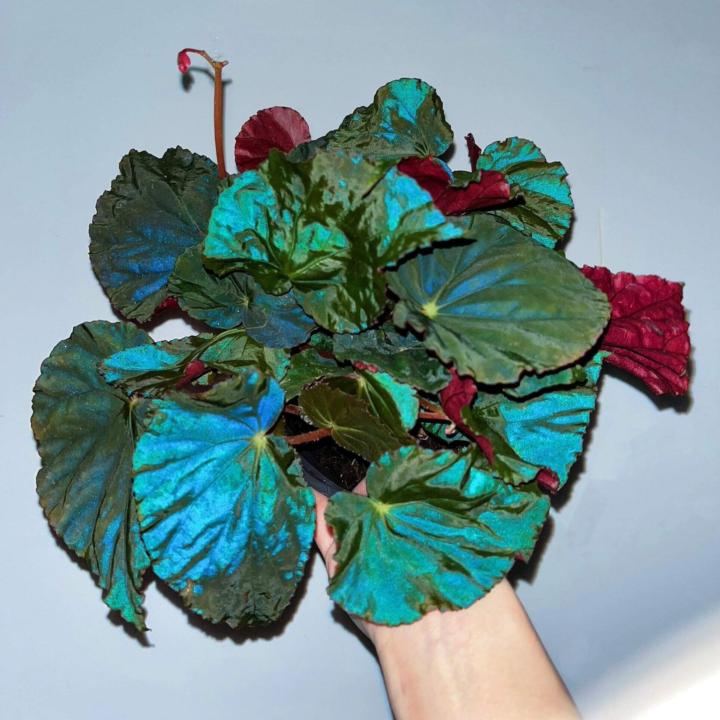 Begonia pavonina, often referred to as the Peacock Begonia, is a striking and visually captivating plant. Known for its unique, iridescent leaves that resemble the vibrant colors of a peacock's feathers, this begonia is a true showstopper in any indoor garden.