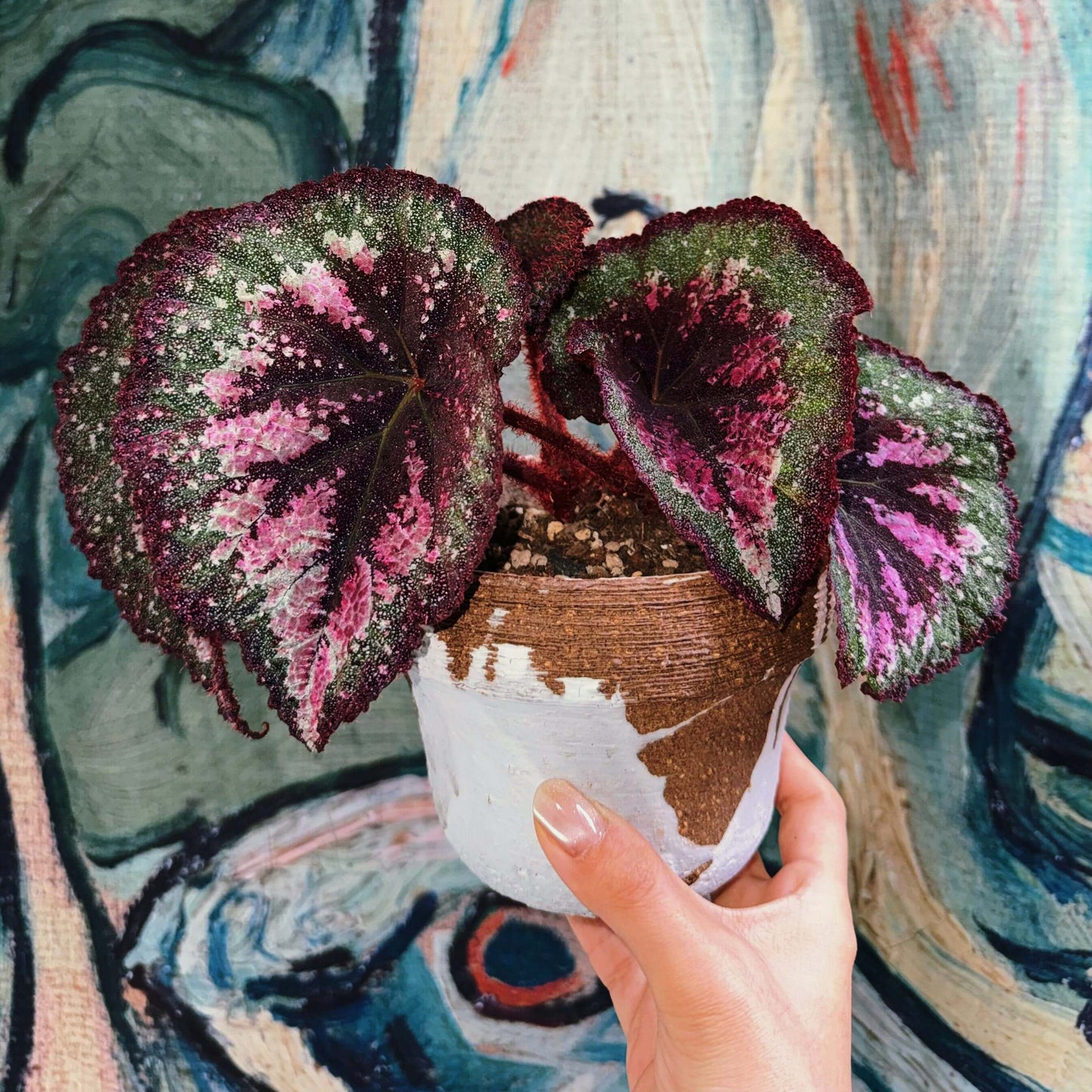 Begonia Antares – A stunning and unique variety of decorative-leaved Begonia, known for its large, spirally curling leaves and soft texture. This beautiful plant is perfect for collectors and those looking to add a touch of elegance to their home or garden.