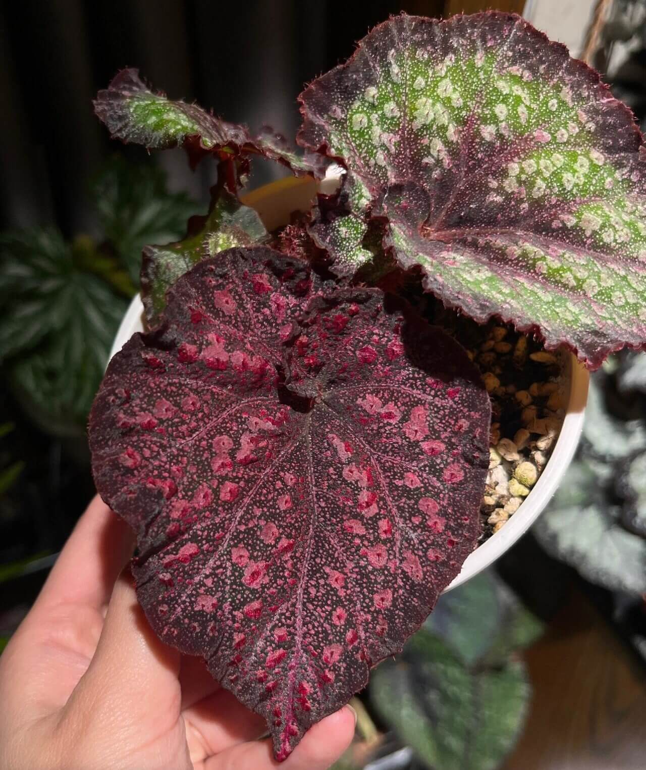 Begonia Raspberry – A stunning, compact Rex Begonia variety with striking elongated, oval-shaped leaves adorned with raspberry-like spots. This variety is a true gem for collectors and plant enthusiasts alike.