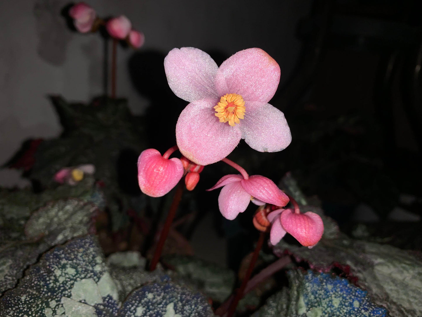 Begonia Super Universe is a breathtaking masterpiece, with foliage that mirrors the vastness of space. Under a flash, the leaves reflect shades of blue and cosmic tones, creating an otherworldly galaxy effect. Its natural variegation resembles a starry sky, making it a highly coveted addition to any plant collection.