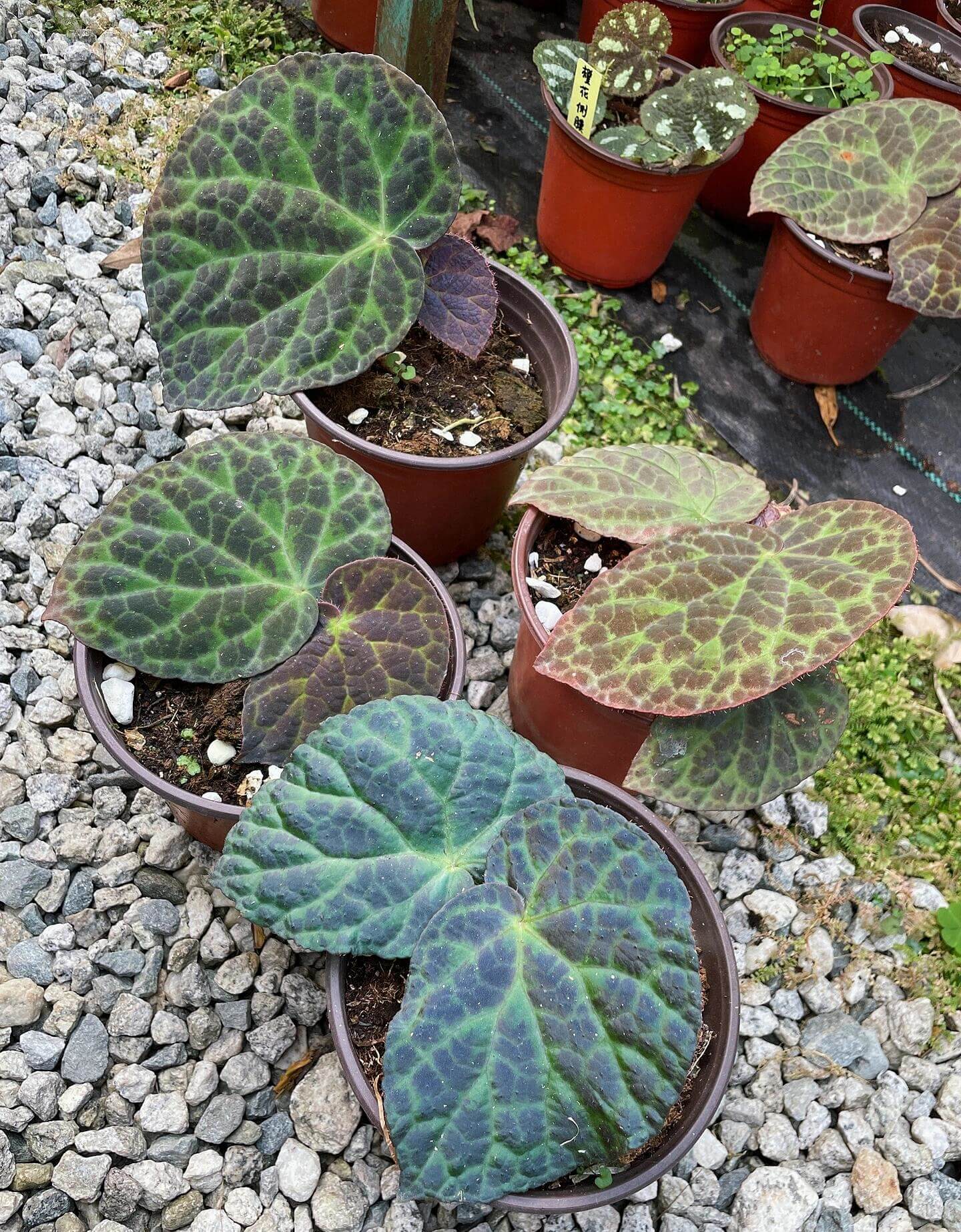 Begonia rockii is a stunning species of begonia native to the mountainous regions of Yunnan, China. Renowned for its striking, iridescent leaves, this plant displays an array of colors, including blue, turquoise, and purple, which shimmer in different lighting conditions, creating a beautiful metallic sheen. As a result, it has become a highly sought-after specimen for plant enthusiasts and collectors alike.