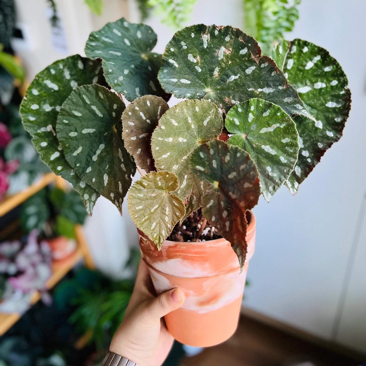 Begonia filiformis is a rare and fascinating Begonia species, native to the subtropical regions of Guangxi, China, and northern Vietnam. Known for its unique leaf patterns, featuring delicate white spots between the main veins, and its compact growth, this plant is perfect for collectors and those looking to add a distinctive touch to their indoor spaces.