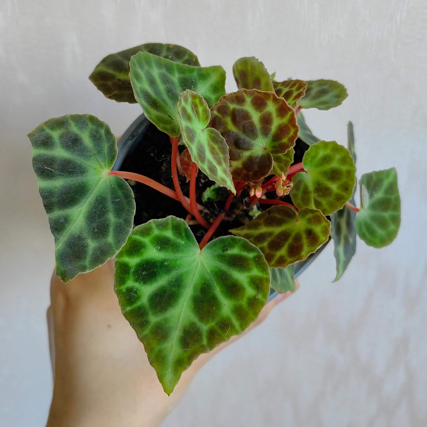 Begonia Tanjiewhoei, also known as Begonia sp. Trang or the Turtle Begonia, is a rare and captivating species native to Thailand's limestone karst regions. With its unique foliage and compact growth habit, this begonia is a must-have for collectors and plant enthusiasts.