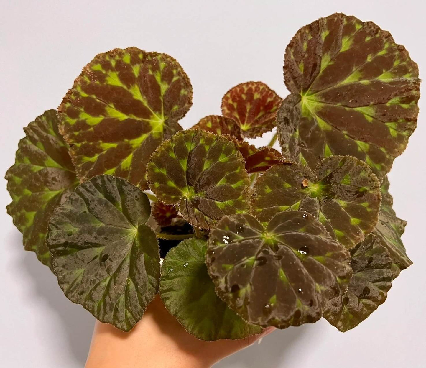 Begonia luzhaiensis, also known as the Luzhai begonia, is a rare and striking species native to the limestone cliffs and rocky slopes of Guangxi, China. With its unique, variegated foliage and vibrant colors, this begonia is perfect for plant collectors looking to add an exotic touch to their collection. Key Features: Leaf Appearance: The leaves of Begonia luzhaiensis are asymmetrical and thin, with a bright green color highlighted by black spots along the veins, giving them a distinctive variegated look.