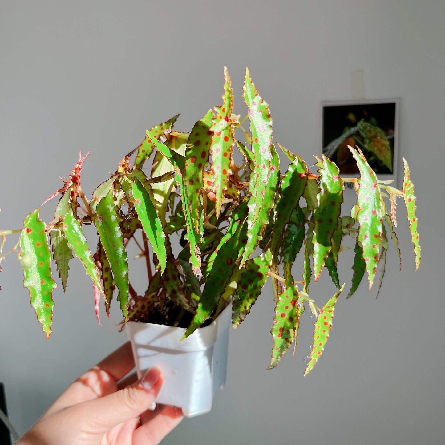 Begonia amphioxus is an extraordinary and striking species native to Borneo. Known for its bushy growth habit, this begonia features unique lance-shaped leaves that are pointed at both ends. The leaves are decorated with eye-catching maroon spots on a green background, making it a standout addition to any plant collection. Though its flowers are small and not particularly showy, they appear several times a year, contributing to the overall appeal of this plant.