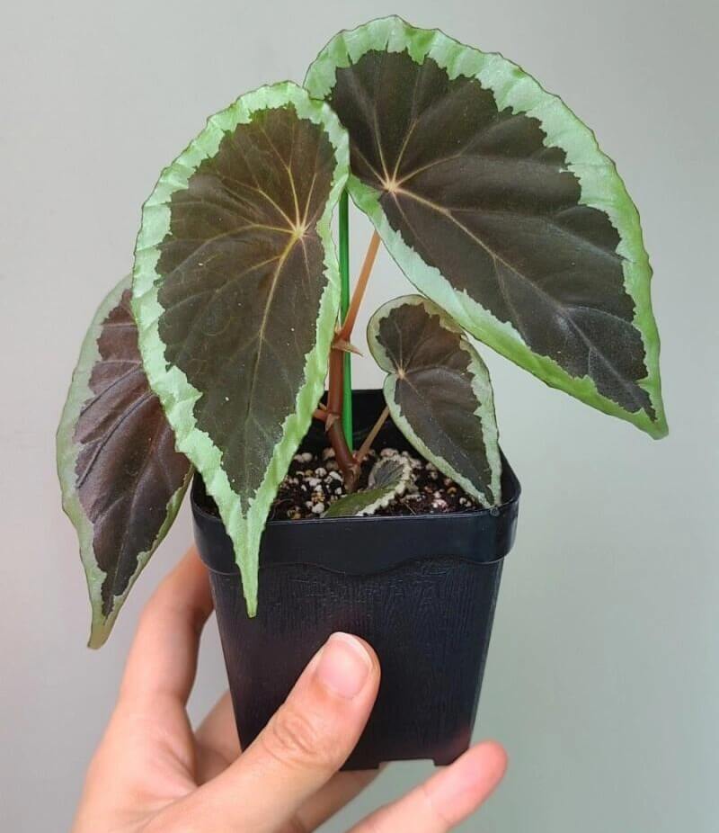 Begonia aff. baramensis is a rare species of begonia native to Borneo, primarily found in humid tropical environments. Its leaves feature a unique color pattern, with a dark green, almost black center that transitions to lighter green edges, creating a striking contrast and visually appealing effect. Due to its specific environmental requirements, Begonia aff. baramensis is best suited for greenhouse or terrarium cultivation.