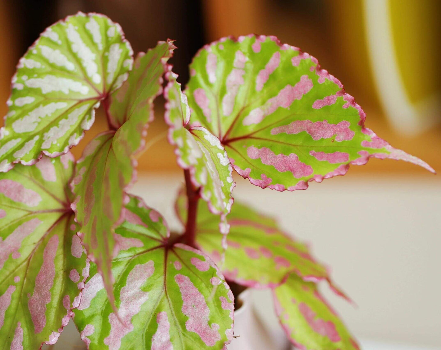 Begonia cf. roseopunctata is a variety of begonia native to West Kalimantan, Borneo, known for its beautiful and striking foliage. Its leaves feature vibrant green and pink stripes, with delicate pink edges. The colors of the leaves transition smoothly between green and pink, creating intricate patterns and a unique color combination that makes this begonia incredibly attractive to plant enthusiasts.