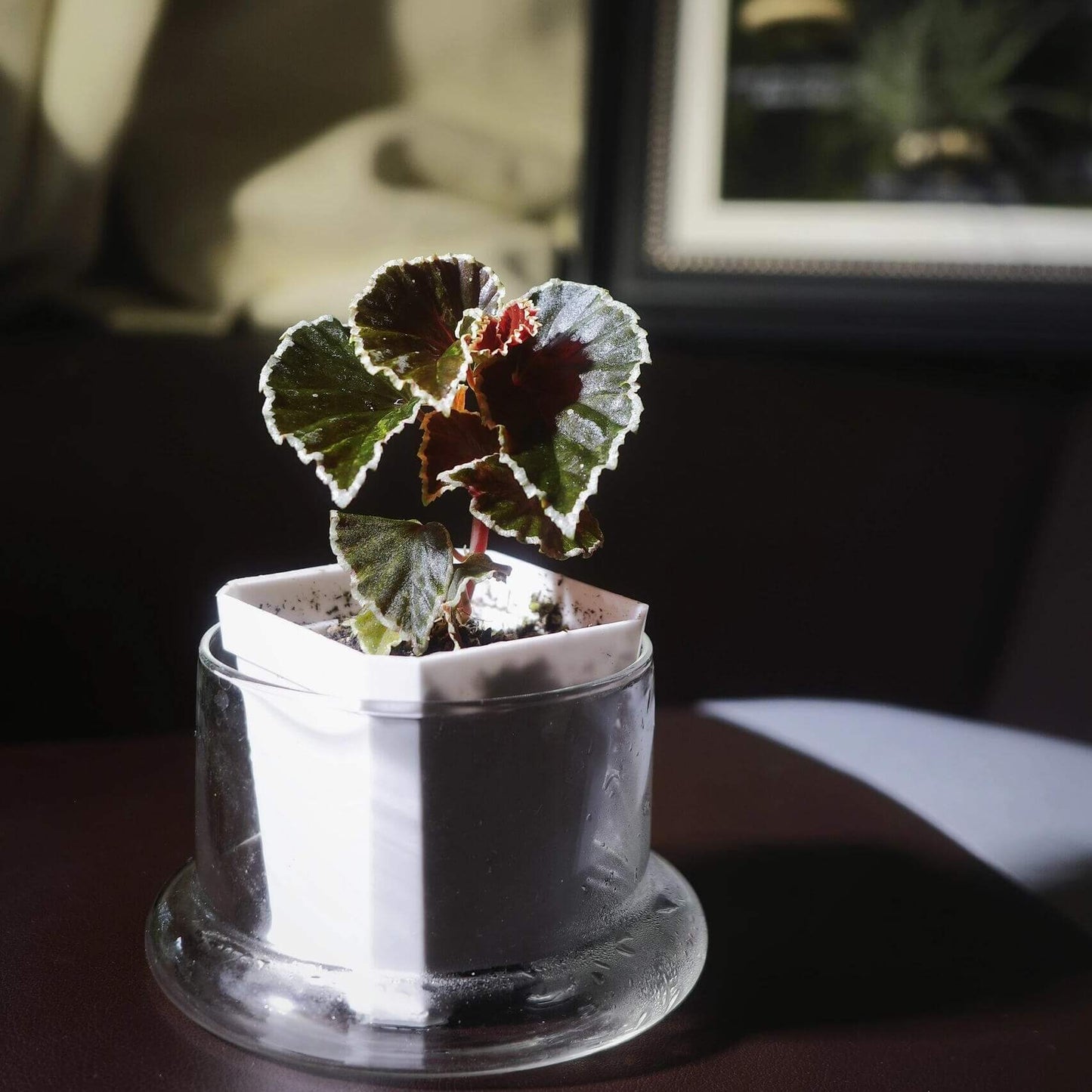 Begonia darthvaderiana, also known as the "Darth Vader Begonia," is a striking and rare species native to Borneo. Known for its unique dark foliage, this begonia features nearly black leaves with vibrant lime green edges, giving it a bold, dramatic look. Discovered in 2013, the plant’s eye-catching appearance is complemented by its vivid red flowers, making it an exceptional addition to any collection.