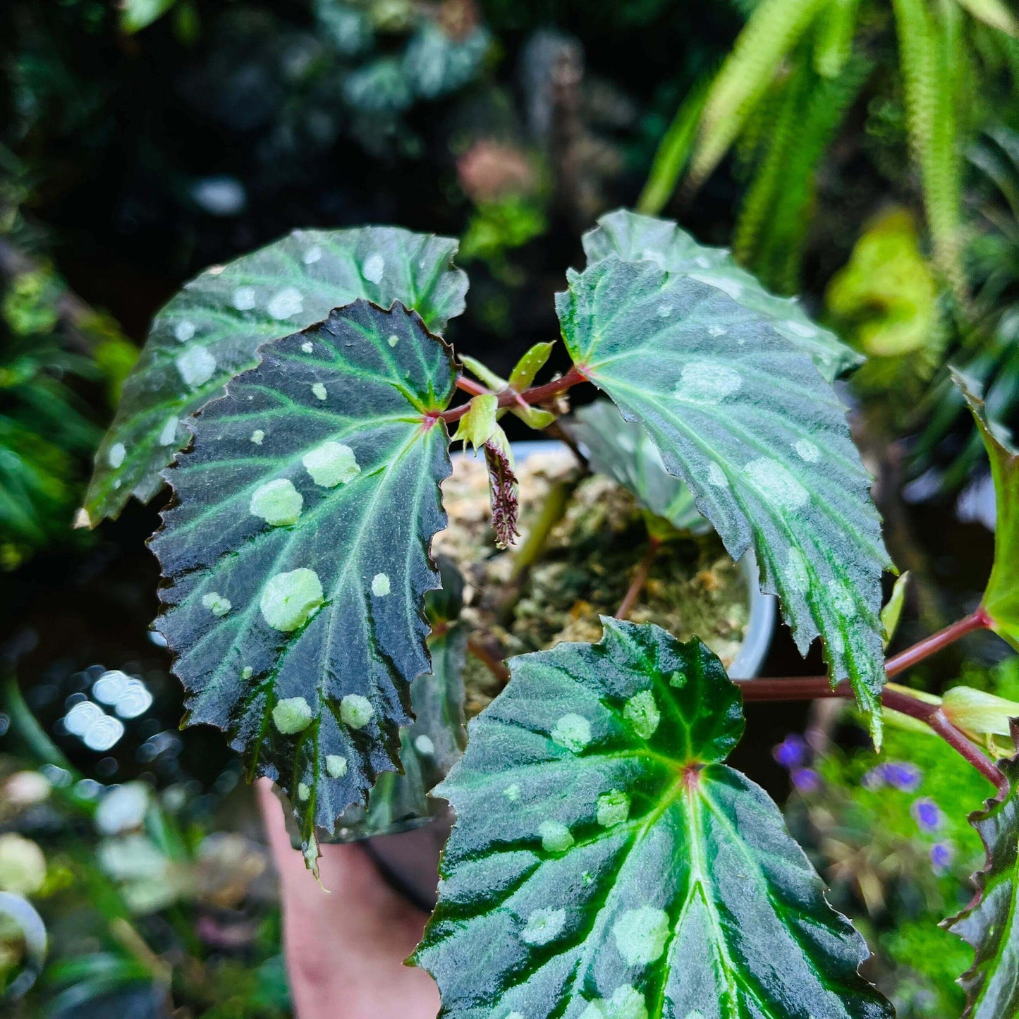 Begonia sp. Mantuk is a rare and captivating Begonia species native to the tropical forests of Sarawak, Borneo. Known for its iridescent foliage, this plant features large, glossy green leaves with white spots that shift in color under different environmental conditions. Depending on the light and humidity, the leaves can appear in shades of green, black, or blue, adding a dynamic visual element to your collection.