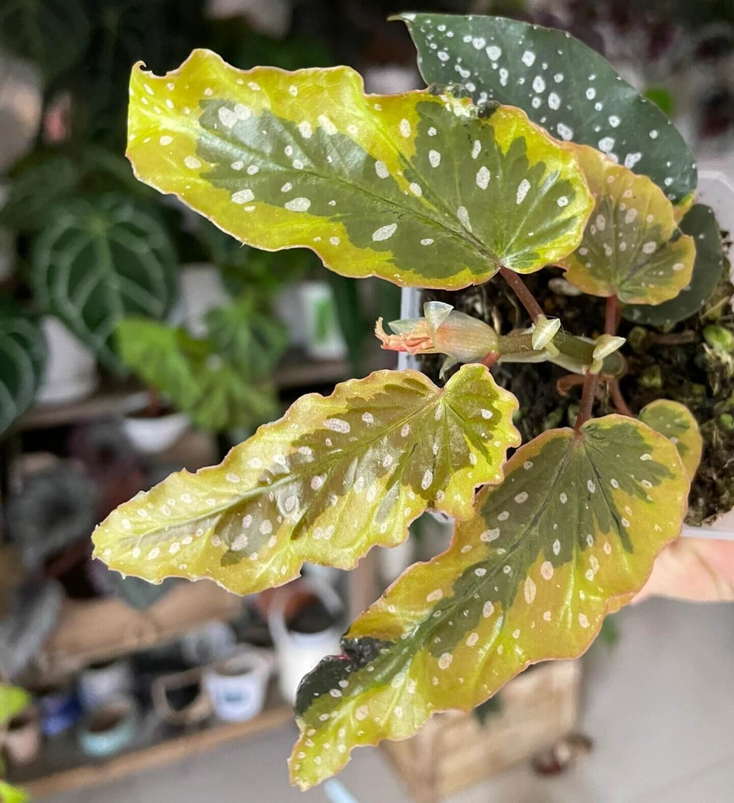 The Begonia Dainty Spray Sport is an outstanding variegated begonia with a beautiful Angel Wing foliage, making it the perfect addition to any hanging basket or decorative container. Its leaves feature a stable variegation with pink-to-copper-colored edges, which adds an elegant touch to its vibrant green and yellow foliage. Although slower growing than many in its class, this begonia matures into a full, dense specimen that thrives in hanging baskets.